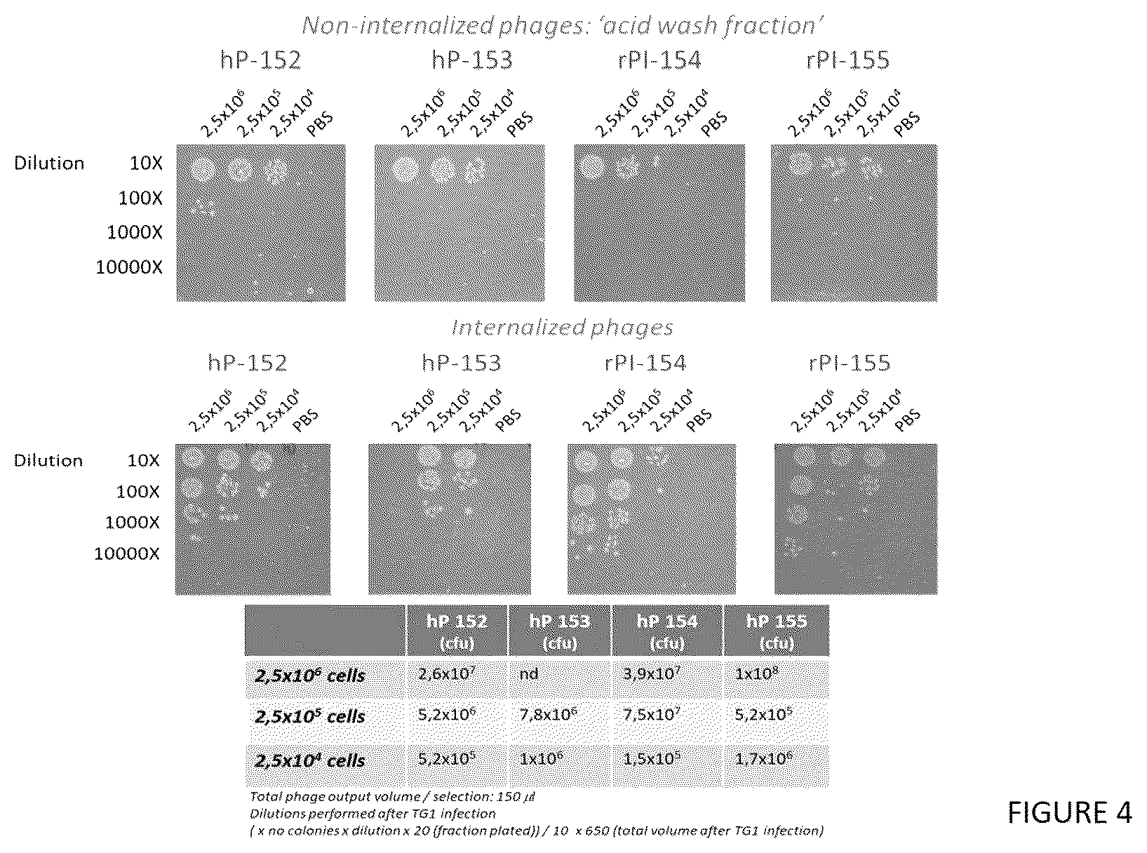 Patent US12552866 Figure 4 – Internalizing binding molecules targeting receptors involved in cell proliferation or in cell differentiation