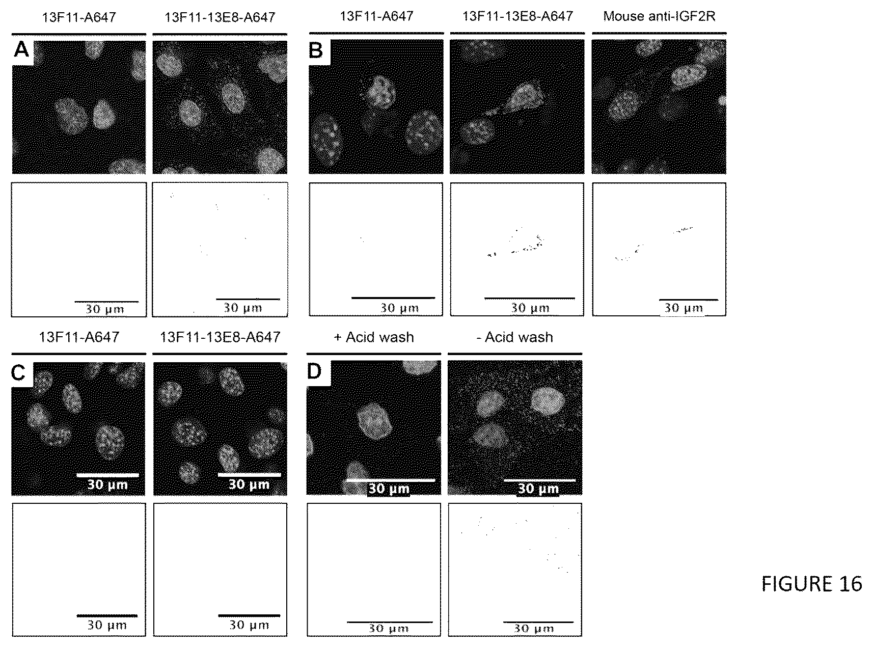 Patent US12552866 Figure 16 – Internalizing binding molecules targeting receptors involved in cell proliferation or in cell differentiation