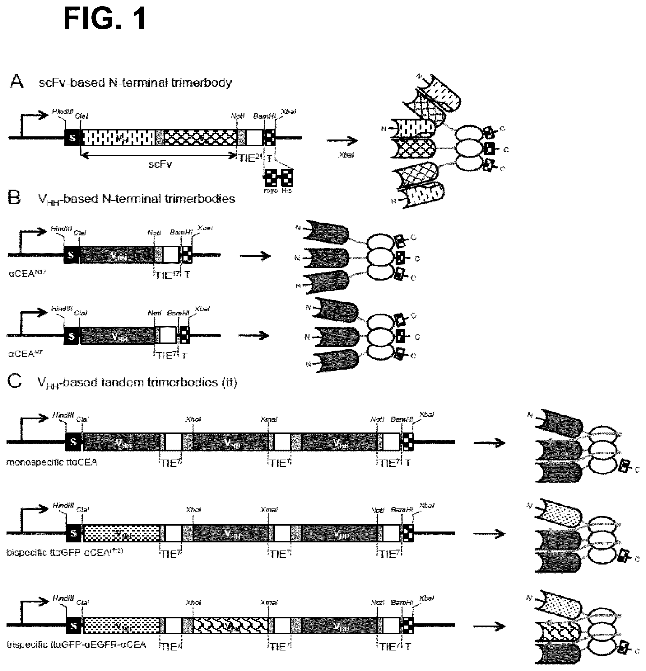 Patent US12552867 Figure 1 – Single chain fusionconstructs comprising multimeric antibody fragments fused to collagen trimerization domains