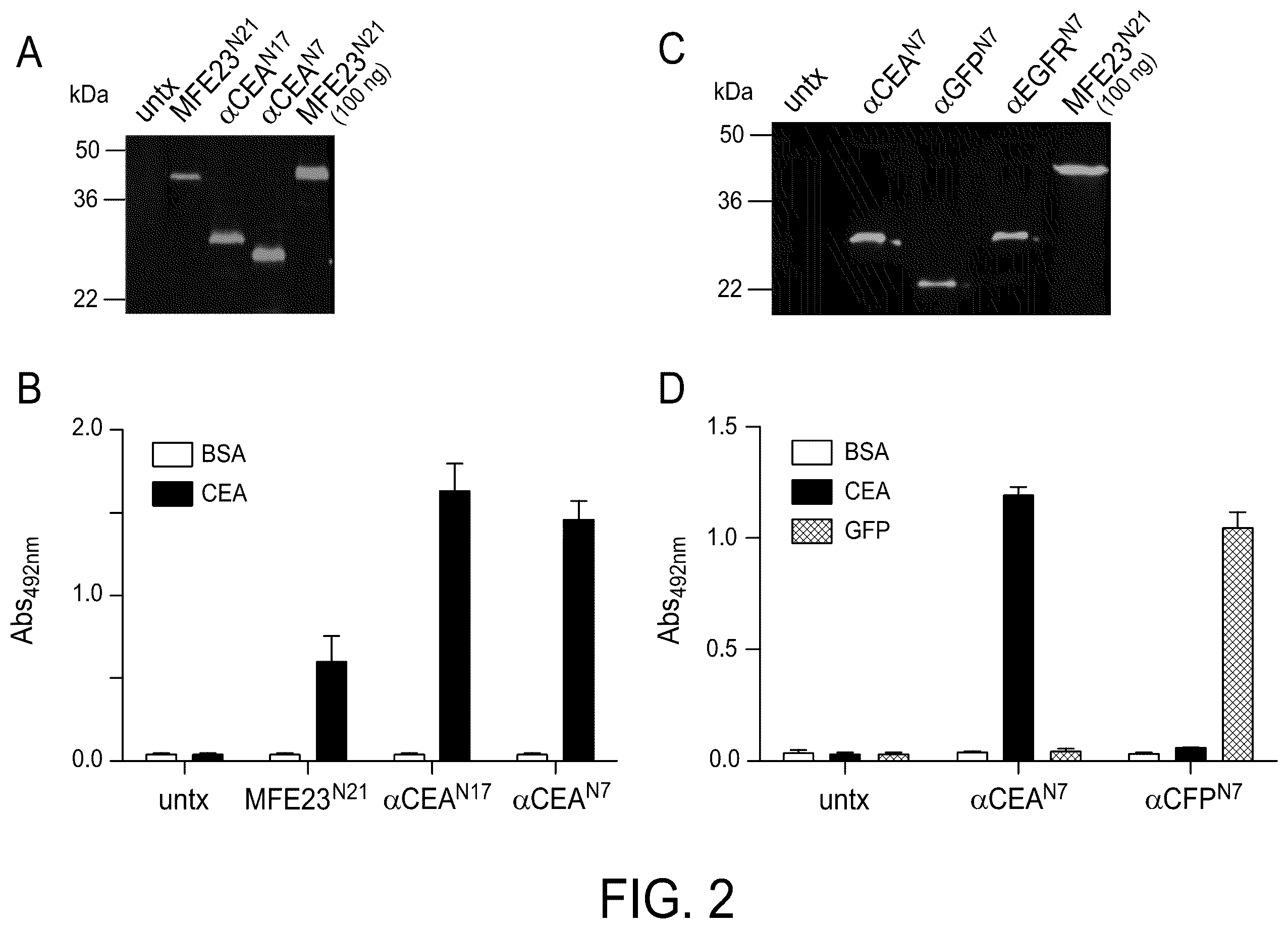 Patent US12552867 Figure 2 – Single chain fusionconstructs comprising multimeric antibody fragments fused to collagen trimerization domains