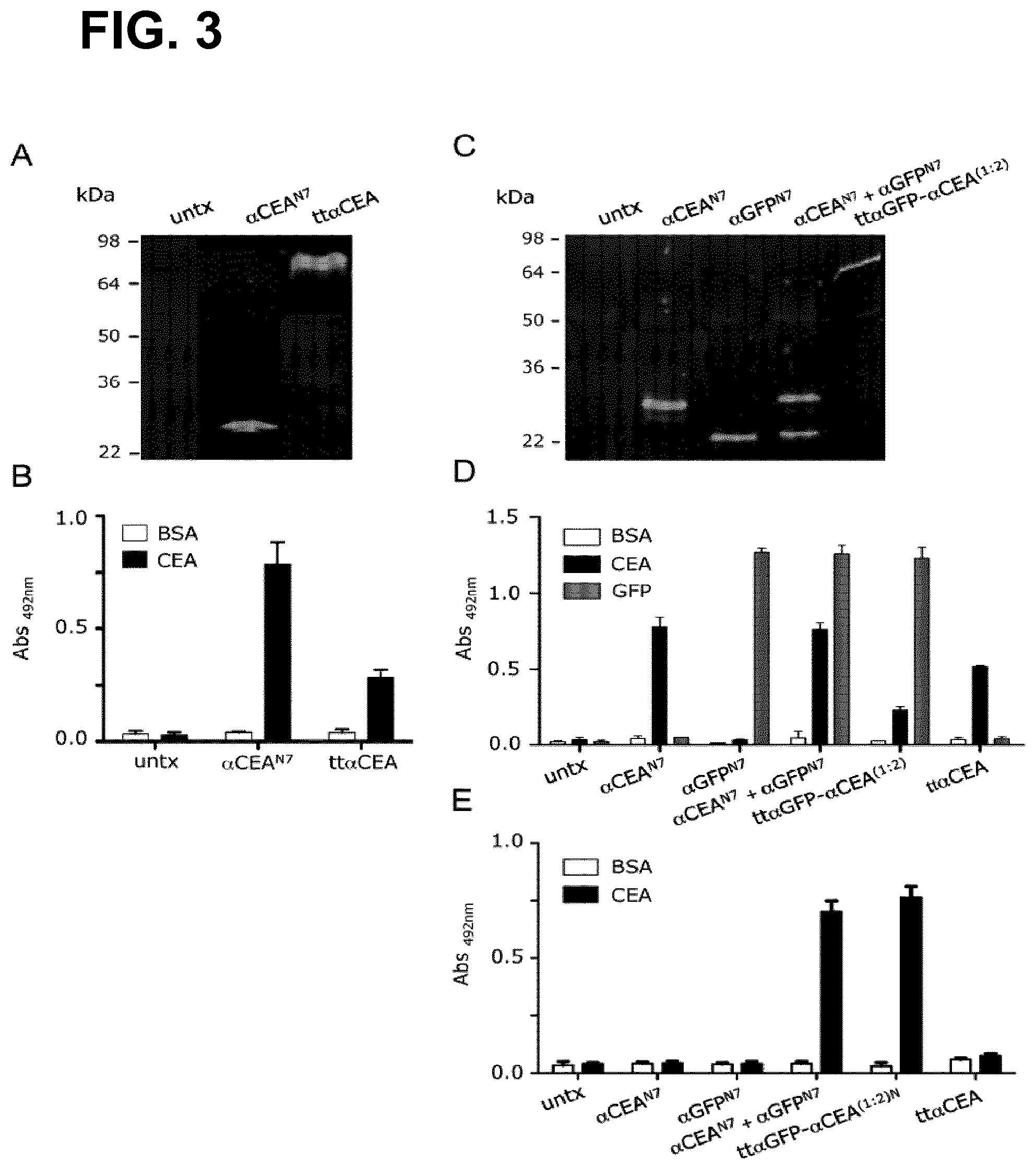 Patent US12552867 Figure 4 – Single chain fusionconstructs comprising multimeric antibody fragments fused to collagen trimerization domains