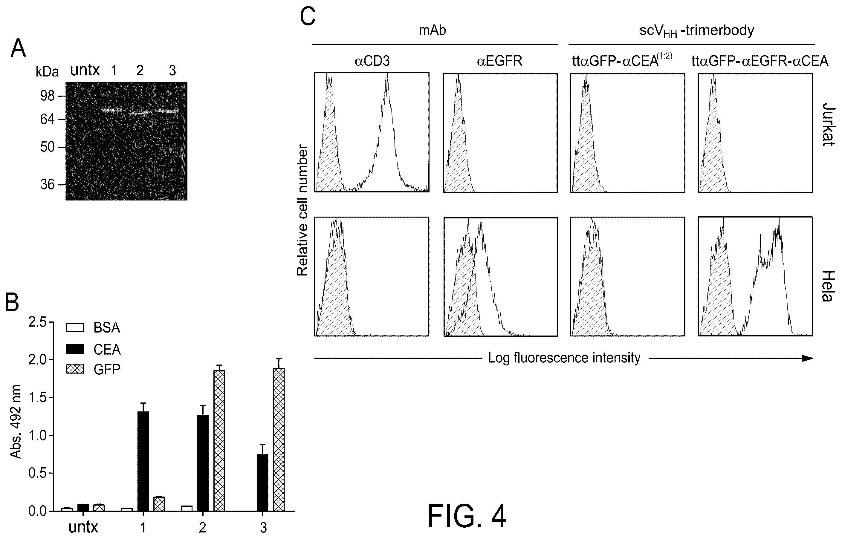 Patent US12552867 Figure 5 – Single chain fusionconstructs comprising multimeric antibody fragments fused to collagen trimerization domains