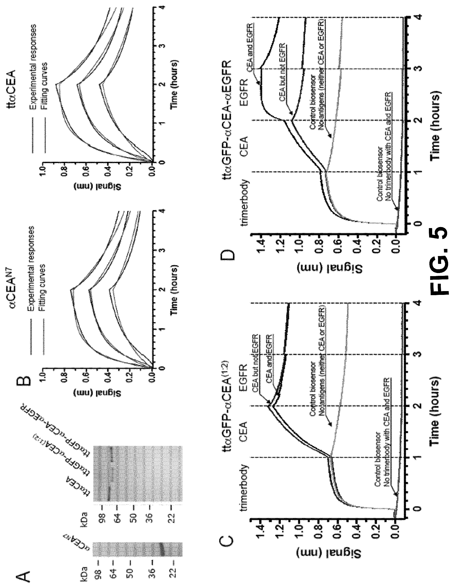 Patent US12552867 Figure 7 – Single chain fusionconstructs comprising multimeric antibody fragments fused to collagen trimerization domains