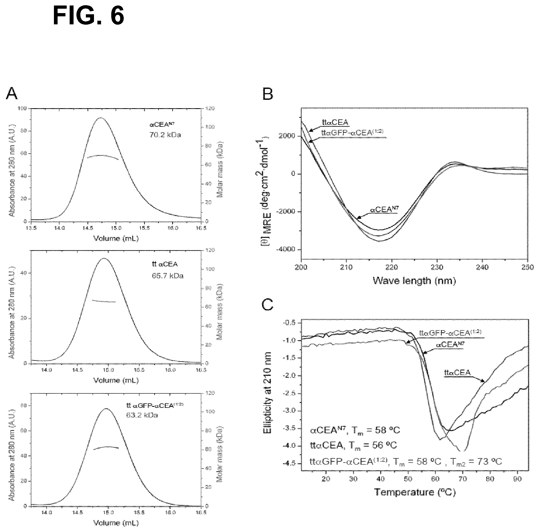 Patent US12552867 Figure 8 – Single chain fusionconstructs comprising multimeric antibody fragments fused to collagen trimerization domains