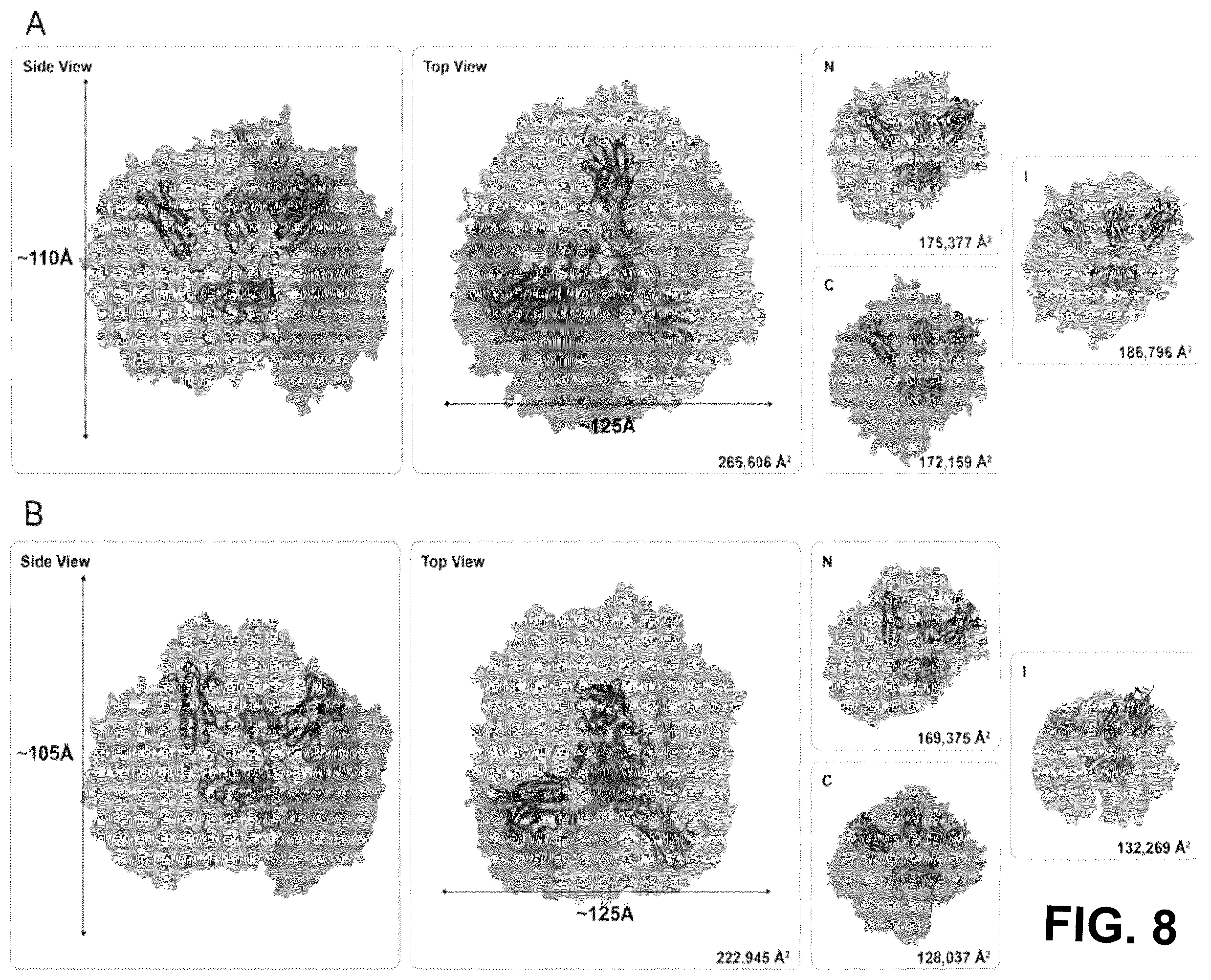 Patent US12552867 Figure 10 – Single chain fusionconstructs comprising multimeric antibody fragments fused to collagen trimerization domains