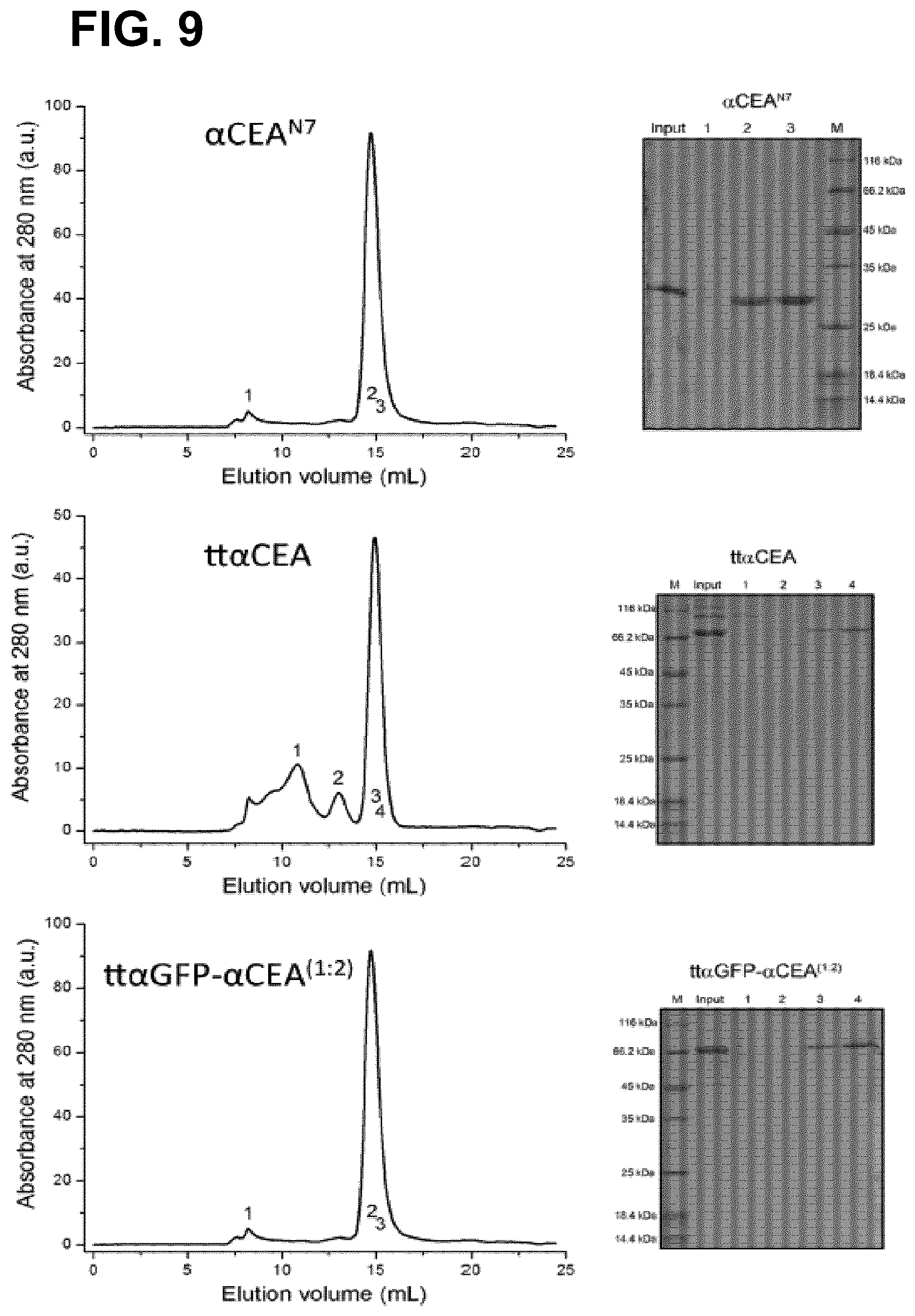 Patent US12552867 Figure 11 – Single chain fusionconstructs comprising multimeric antibody fragments fused to collagen trimerization domains