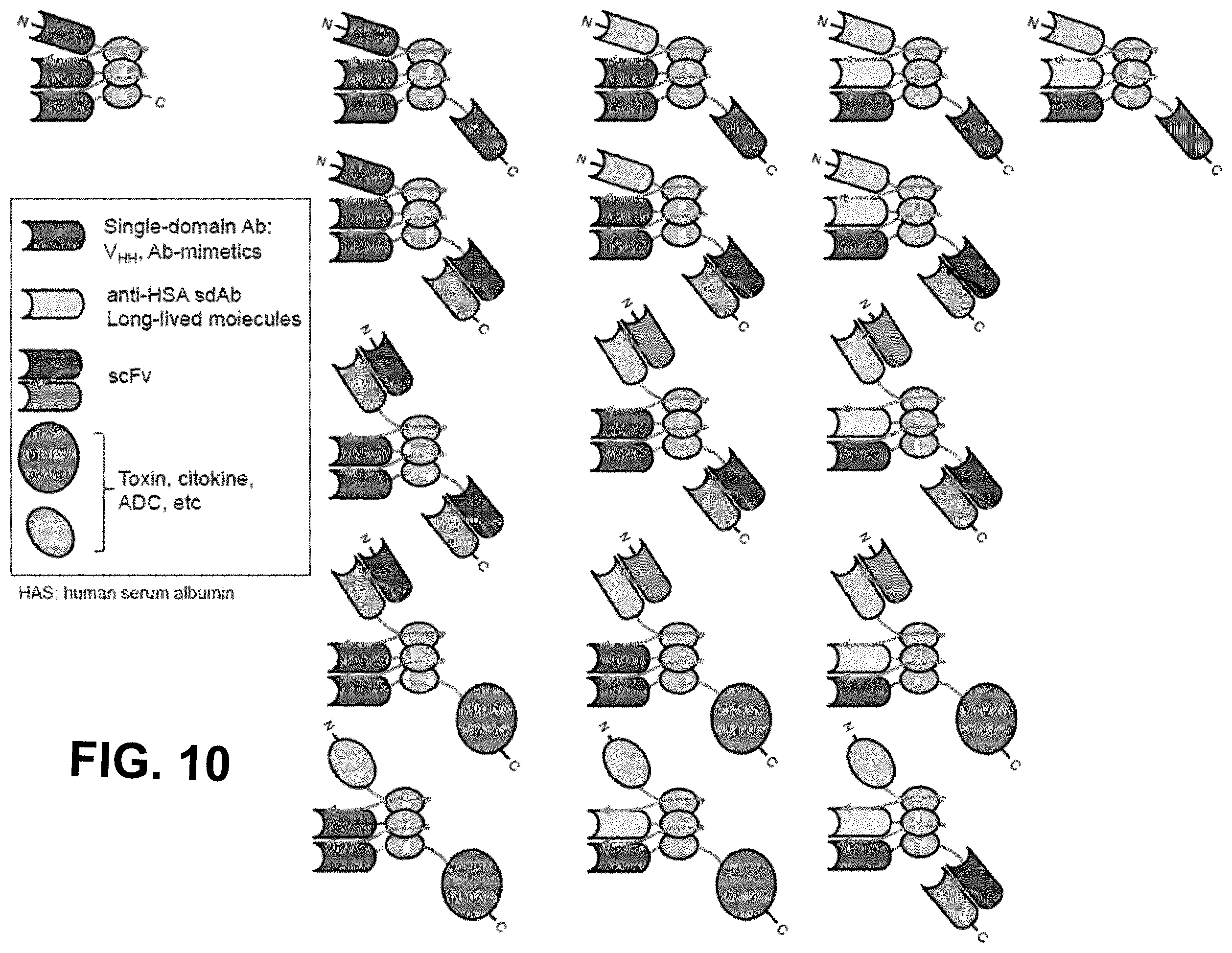Patent US12552867 Figure 12 – Single chain fusionconstructs comprising multimeric antibody fragments fused to collagen trimerization domains