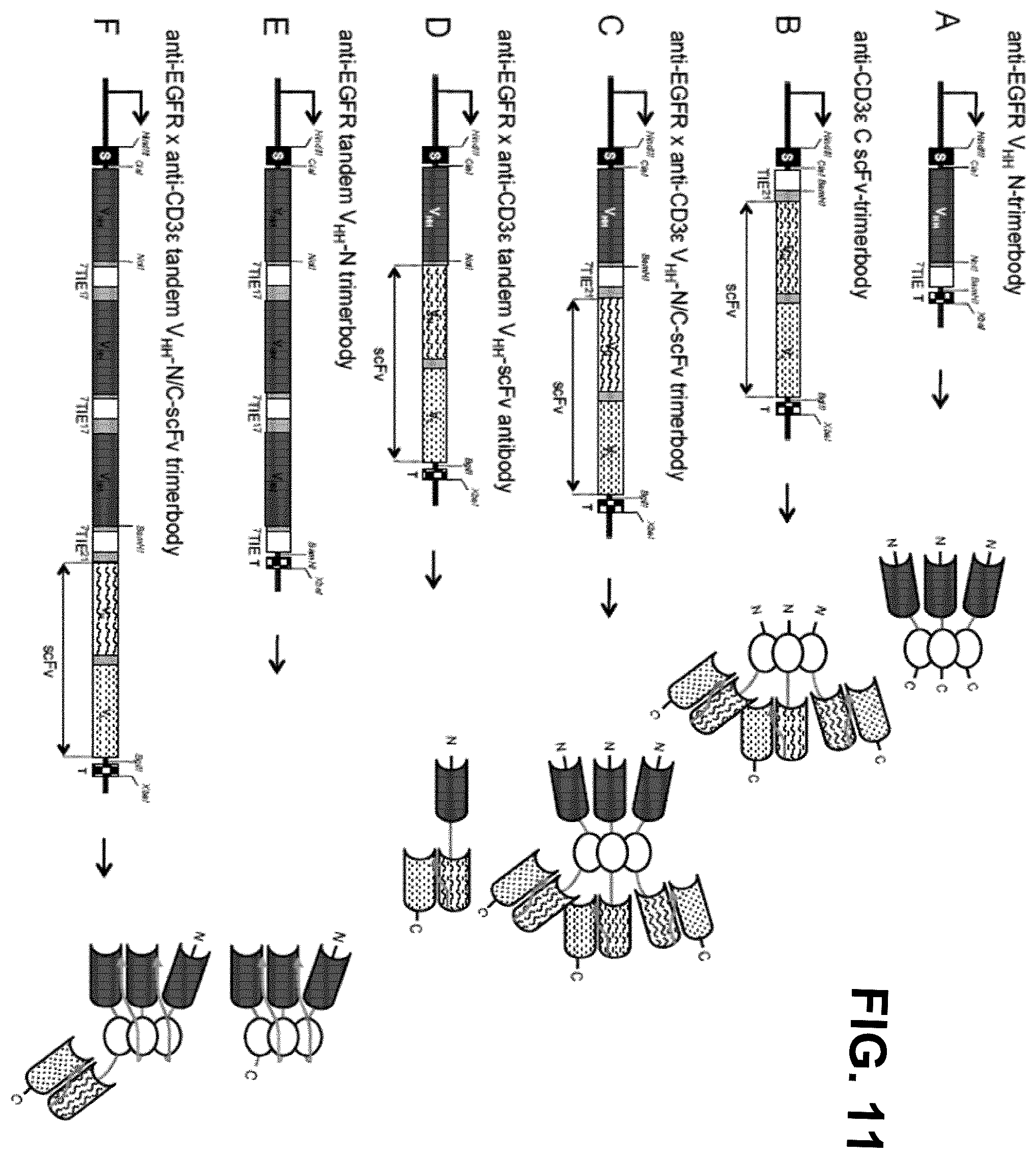 Patent US12552867 Figure 13 – Single chain fusionconstructs comprising multimeric antibody fragments fused to collagen trimerization domains