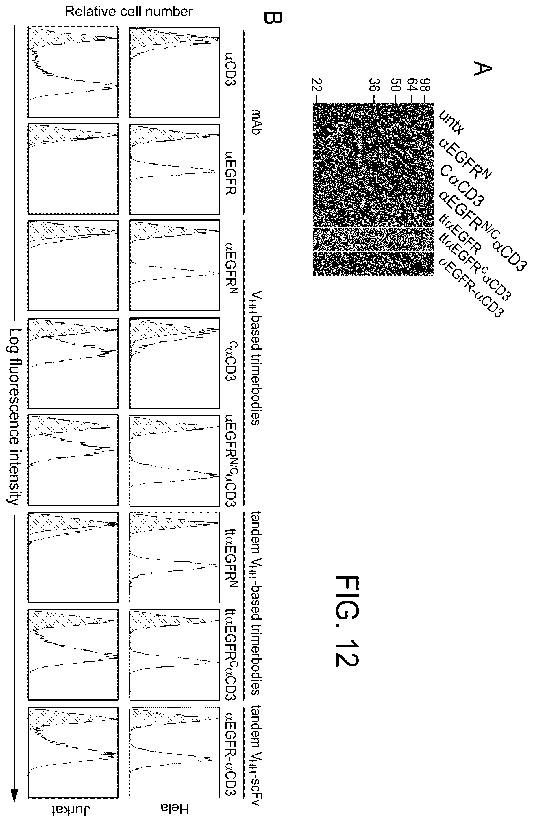 Patent US12552867 Figure 14 – Single chain fusionconstructs comprising multimeric antibody fragments fused to collagen trimerization domains