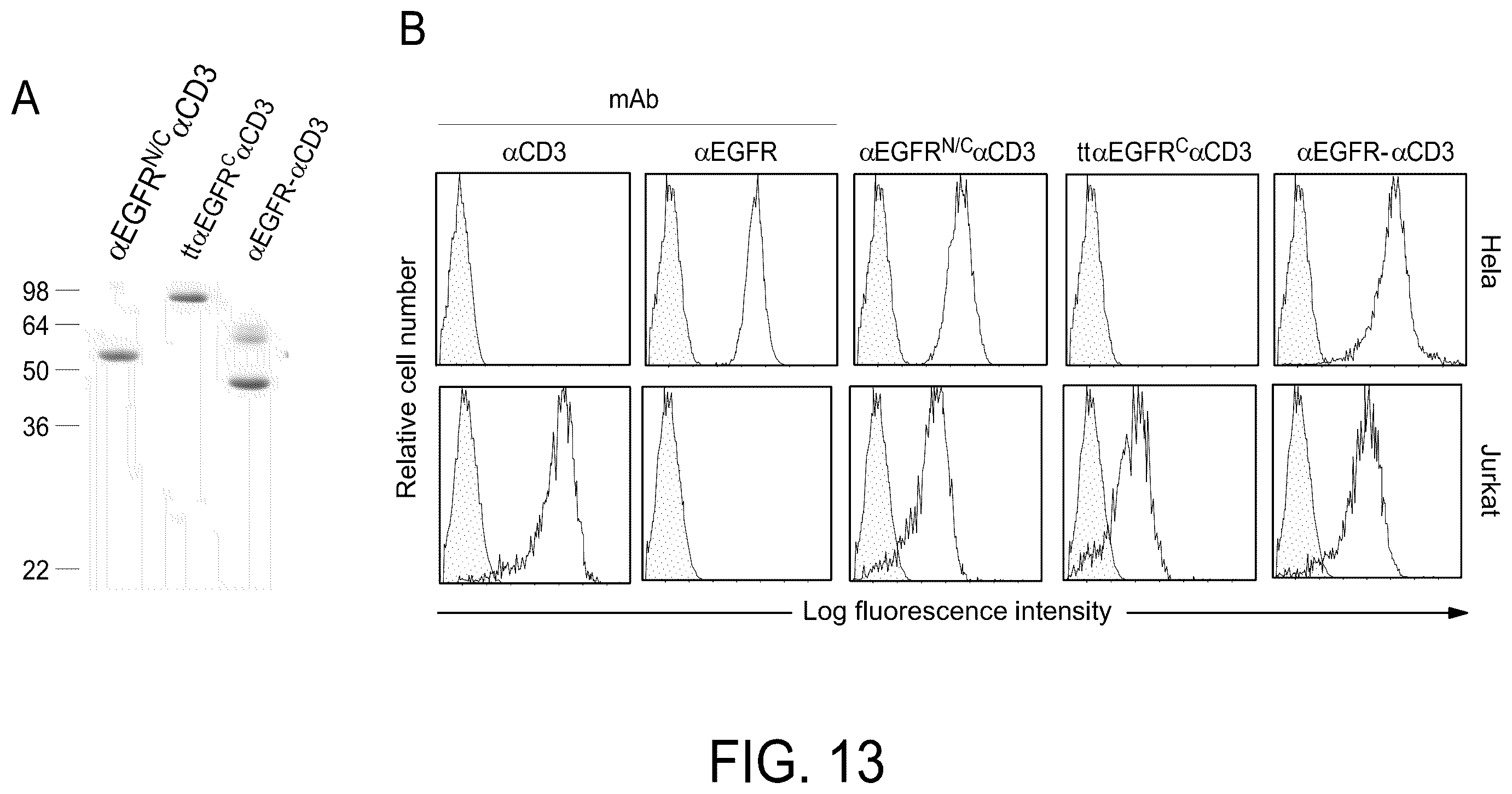 Patent US12552867 Figure 15 – Single chain fusionconstructs comprising multimeric antibody fragments fused to collagen trimerization domains