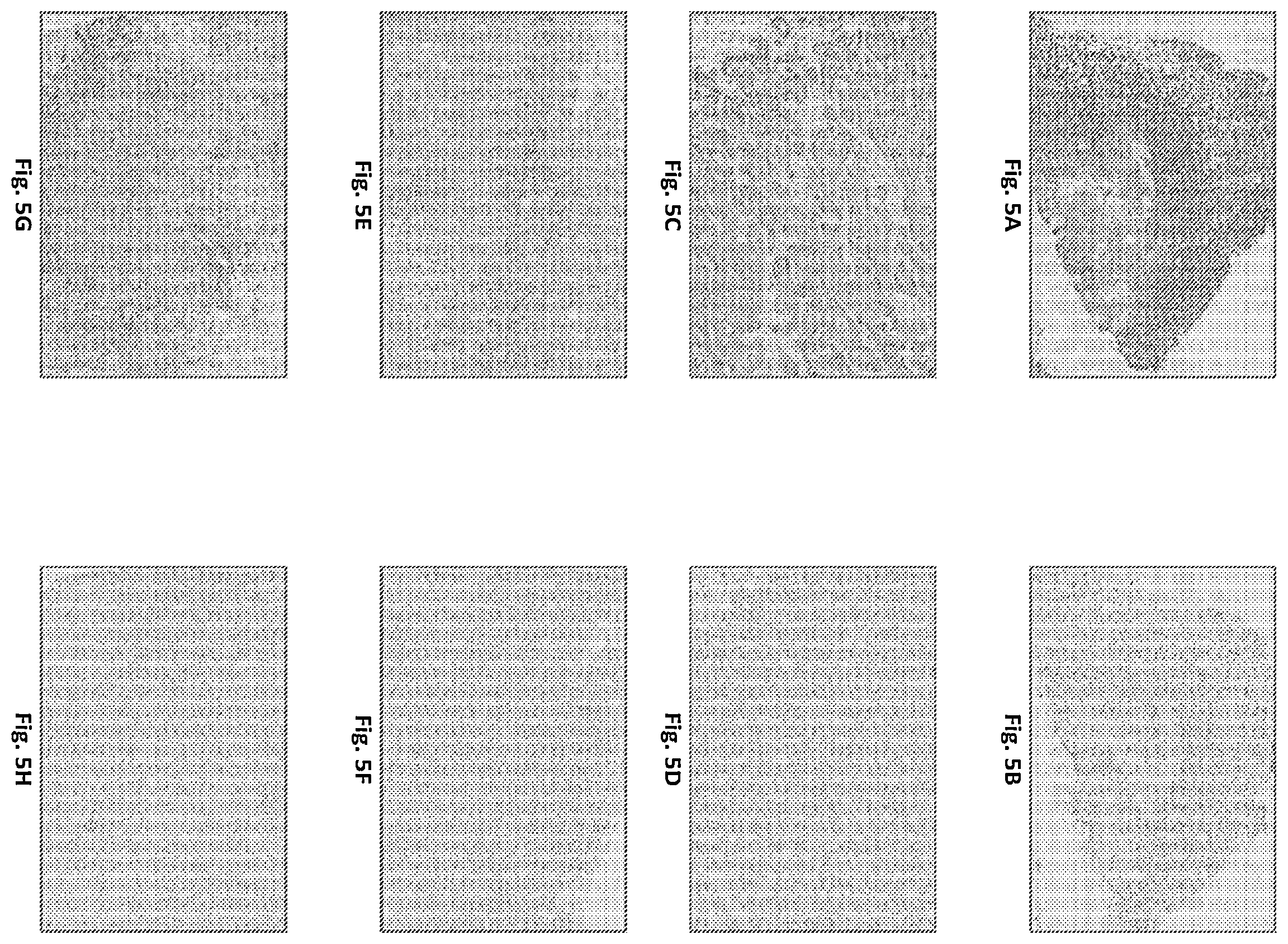 Patent US12552868 Figure 9 – Antibodies that bind to AXL proteins
