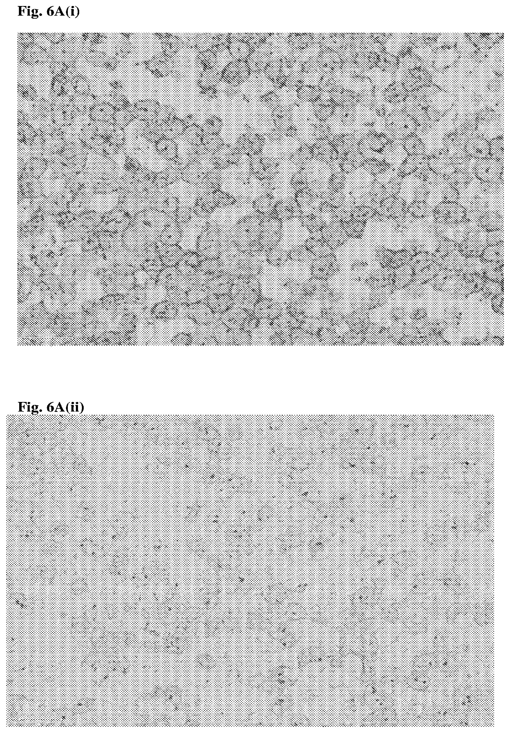 Patent US12552868 Figure 11 – Antibodies that bind to AXL proteins