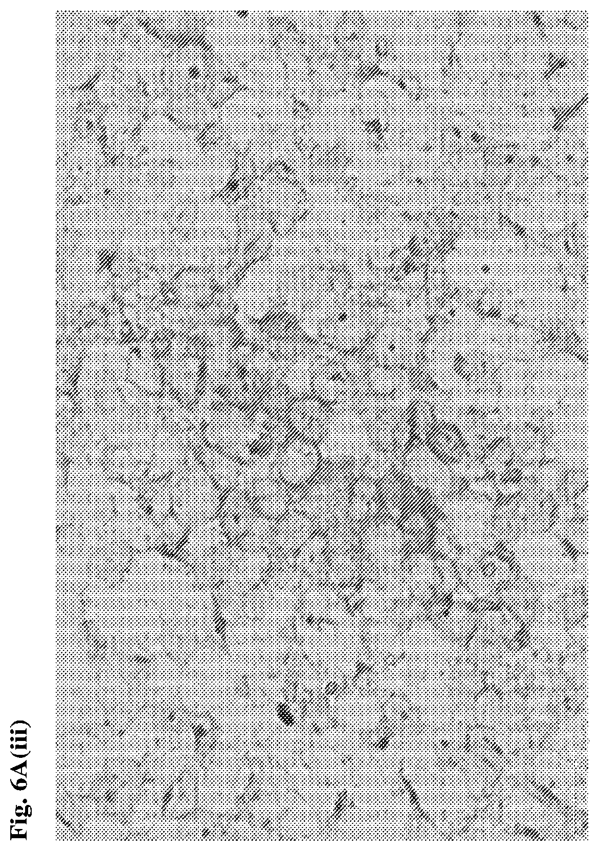 Patent US12552868 Figure 12 – Antibodies that bind to AXL proteins
