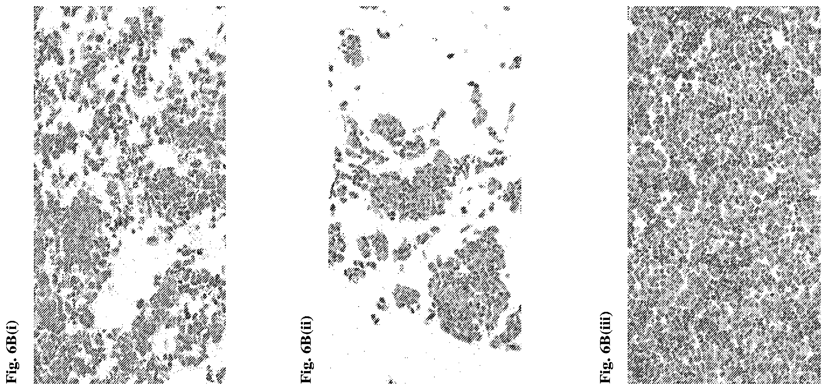 Patent US12552868 Figure 13 – Antibodies that bind to AXL proteins