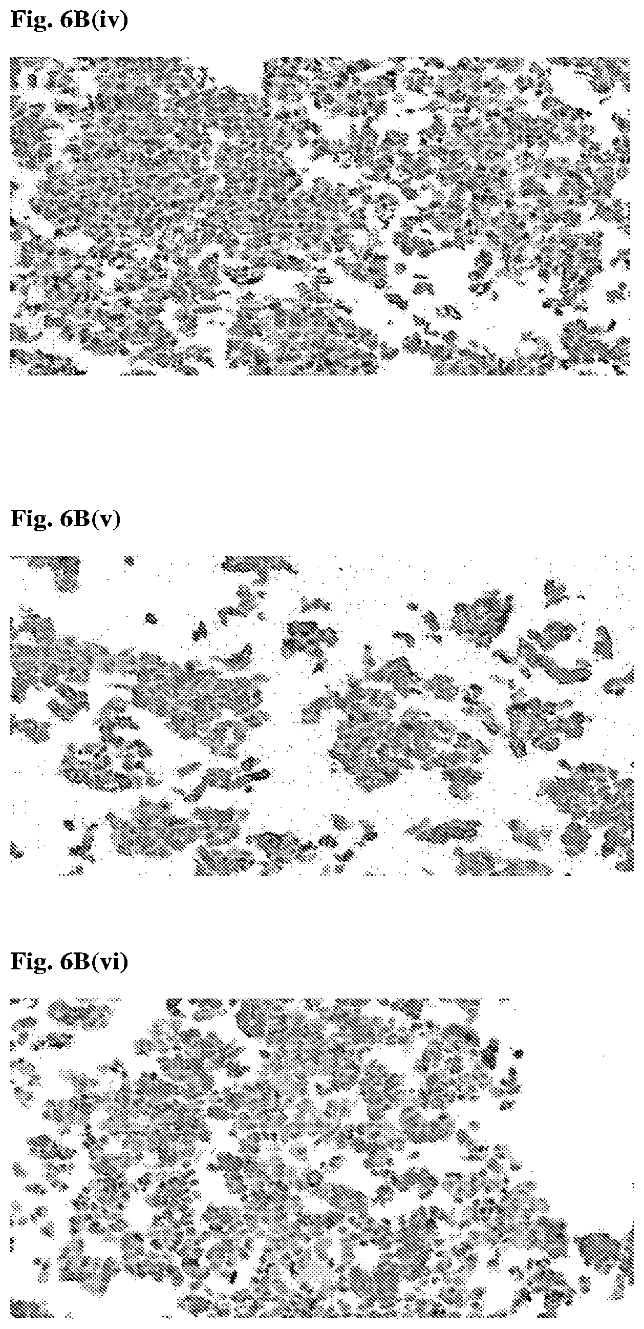 Patent US12552868 Figure 14 – Antibodies that bind to AXL proteins