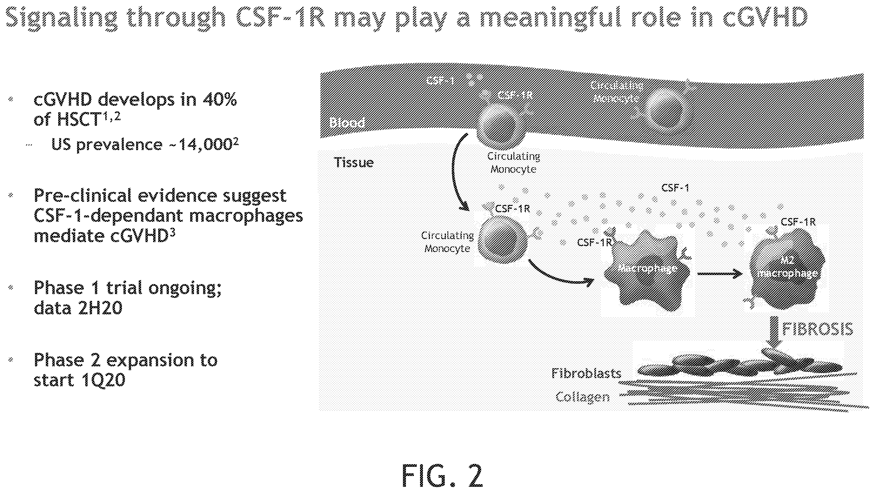 Patent US12552869 Figure 2 – CSF-1R antibodies for the treatment of chronic graft versus host disease