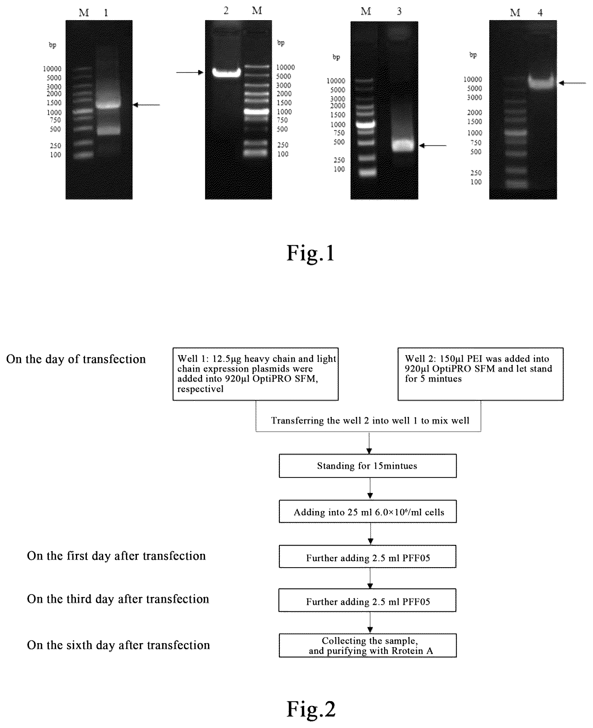 Patent US12552870 — Anti-human interleukin 36 receptor monoclonal antibody and methods of use thereof to treat disease — Figure 1