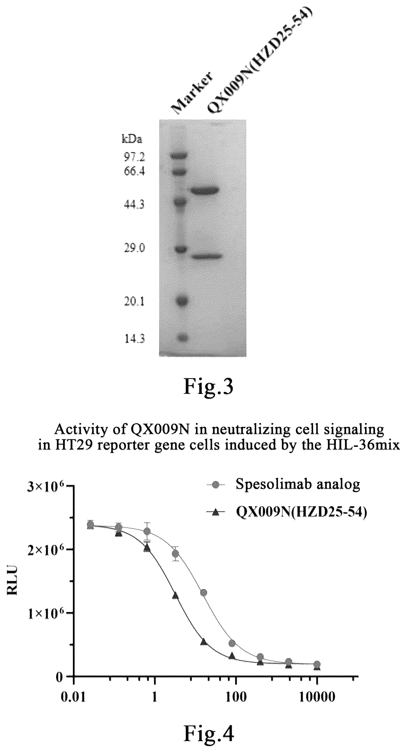 Patent US12552870 Figure 2 – Anti-human interleukin 36 receptor monoclonal antibody and methods of use thereof to treat disease