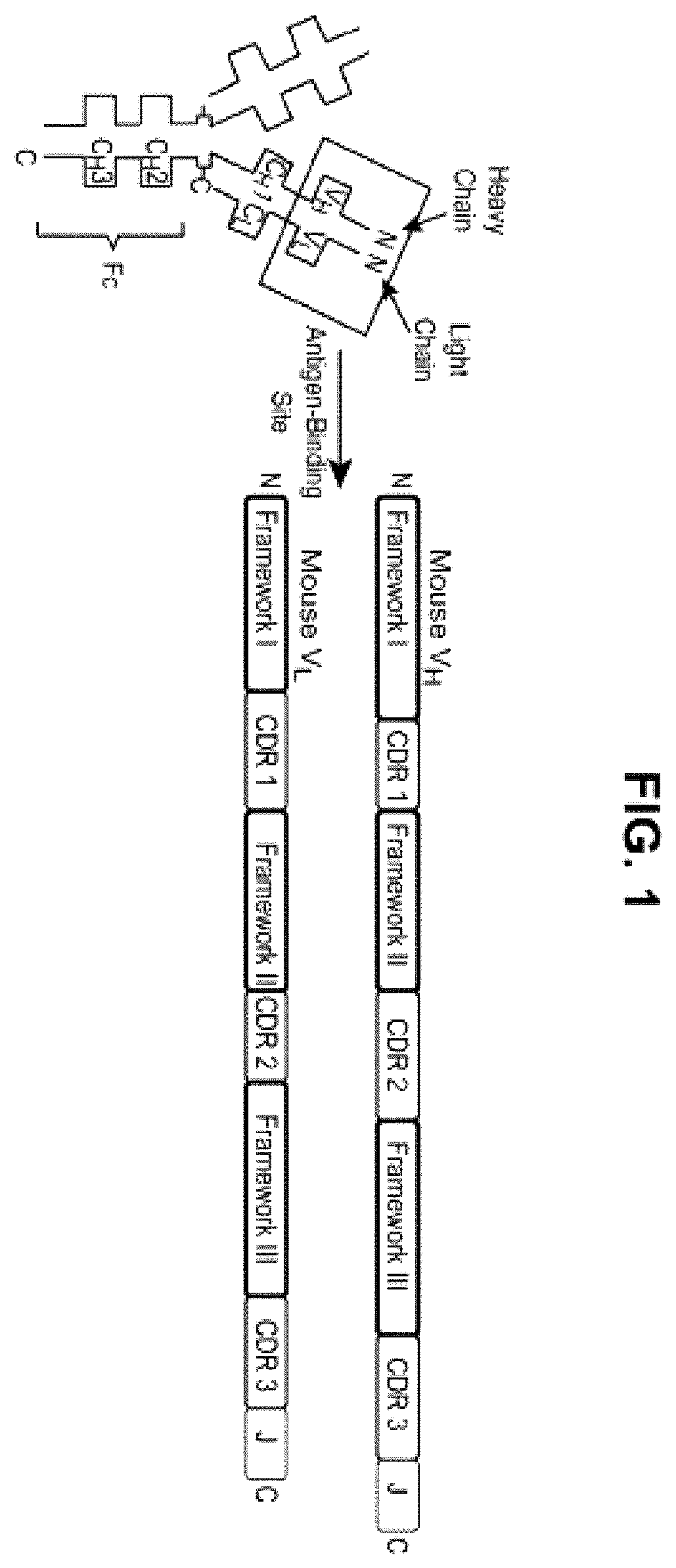 Patent US12552871 — Nucleic acids encoding humanized anti-NGF antibodies — Figure 1