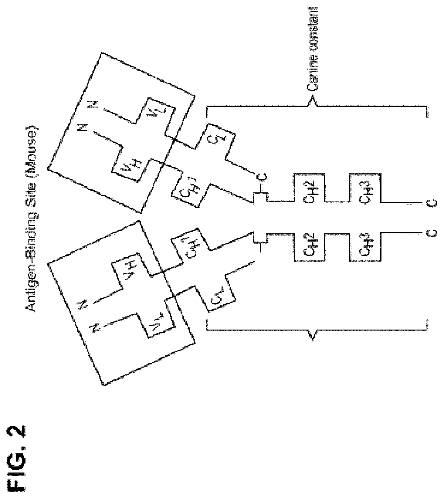 Patent US12552871 Figure 2 – Nucleic acids encoding humanized anti-NGF antibodies