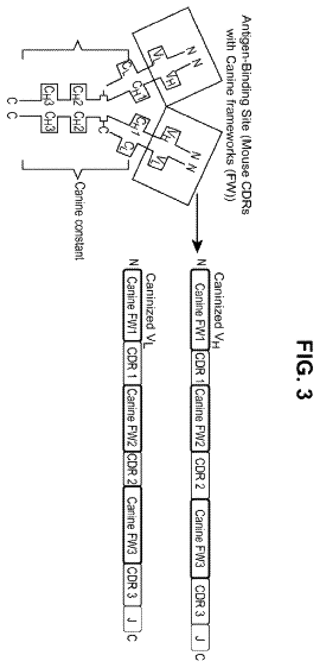 Patent US12552871 Figure 3 – Nucleic acids encoding humanized anti-NGF antibodies