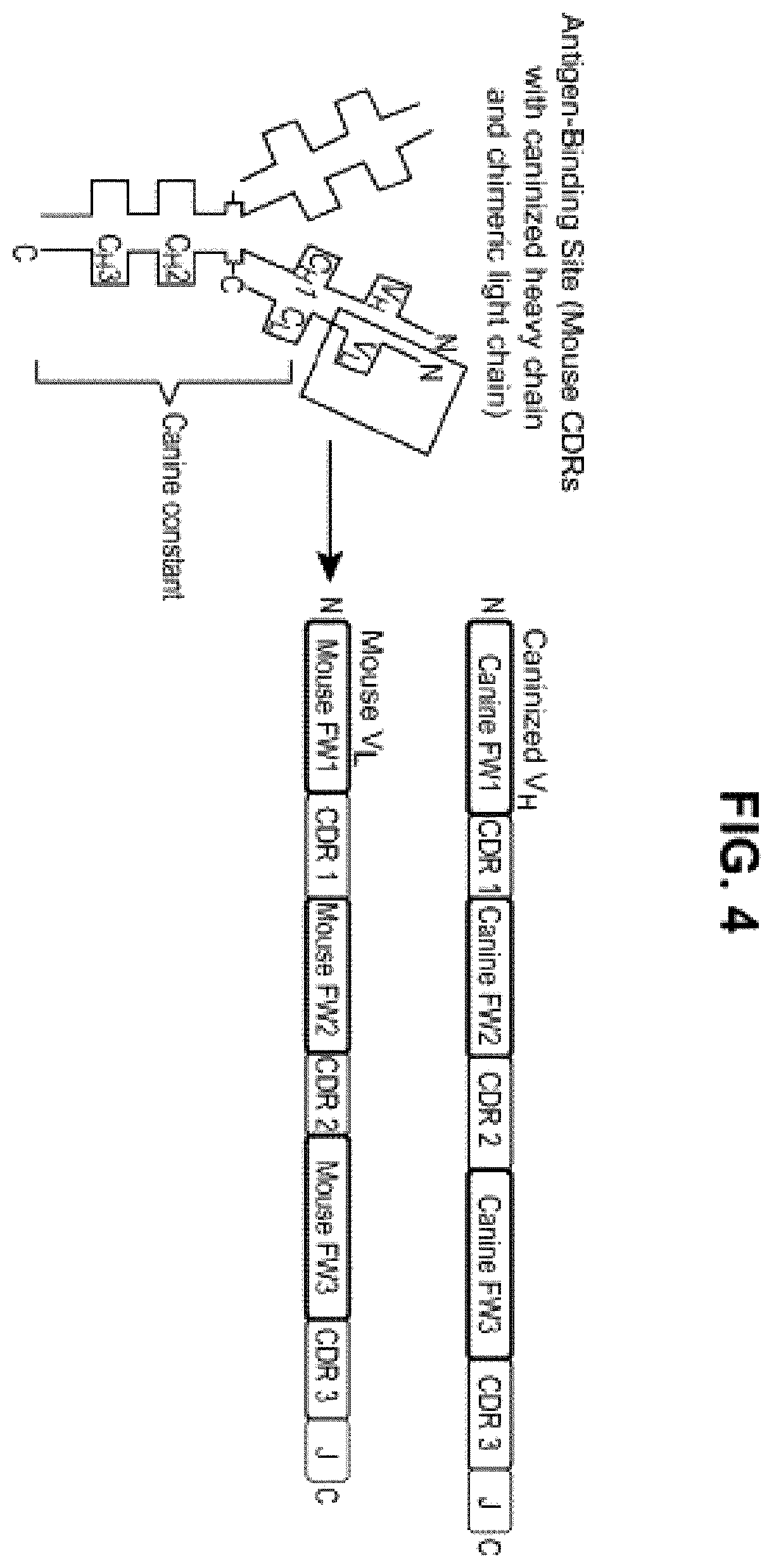 Patent US12552871 Figure 4 – Nucleic acids encoding humanized anti-NGF antibodies