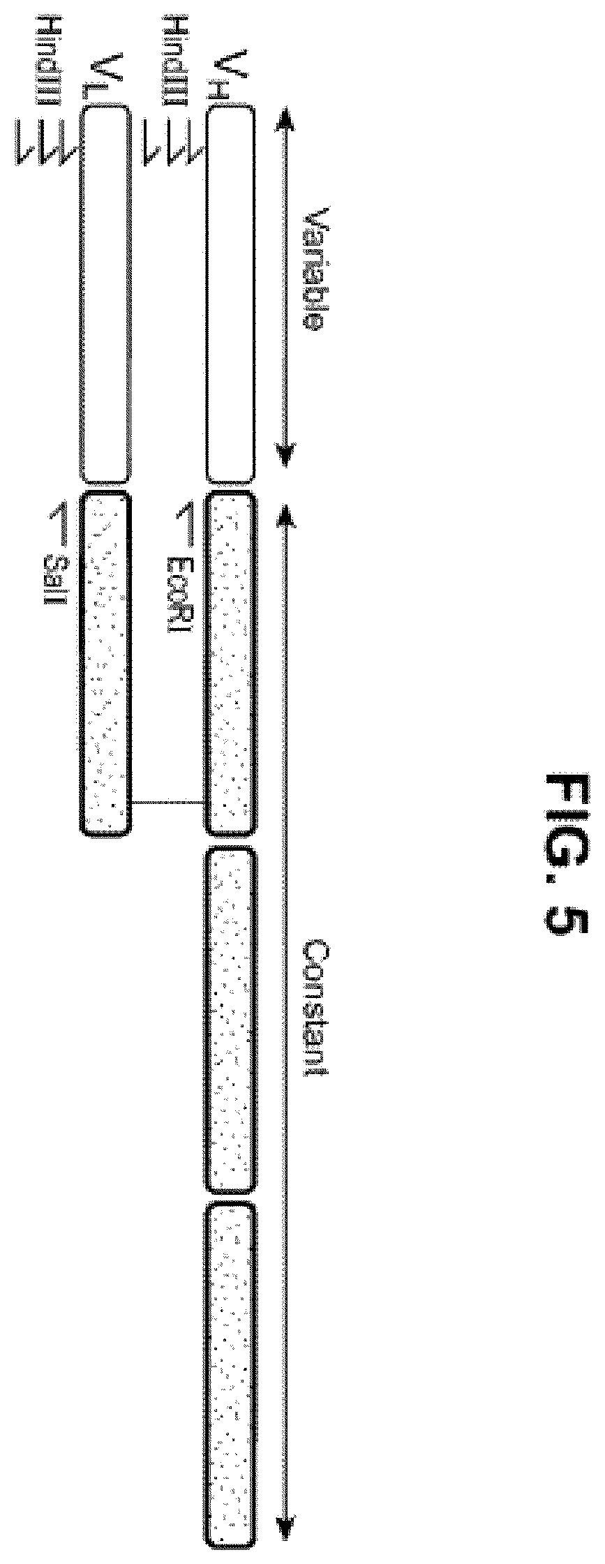 Patent US12552871 Figure 5 – Nucleic acids encoding humanized anti-NGF antibodies