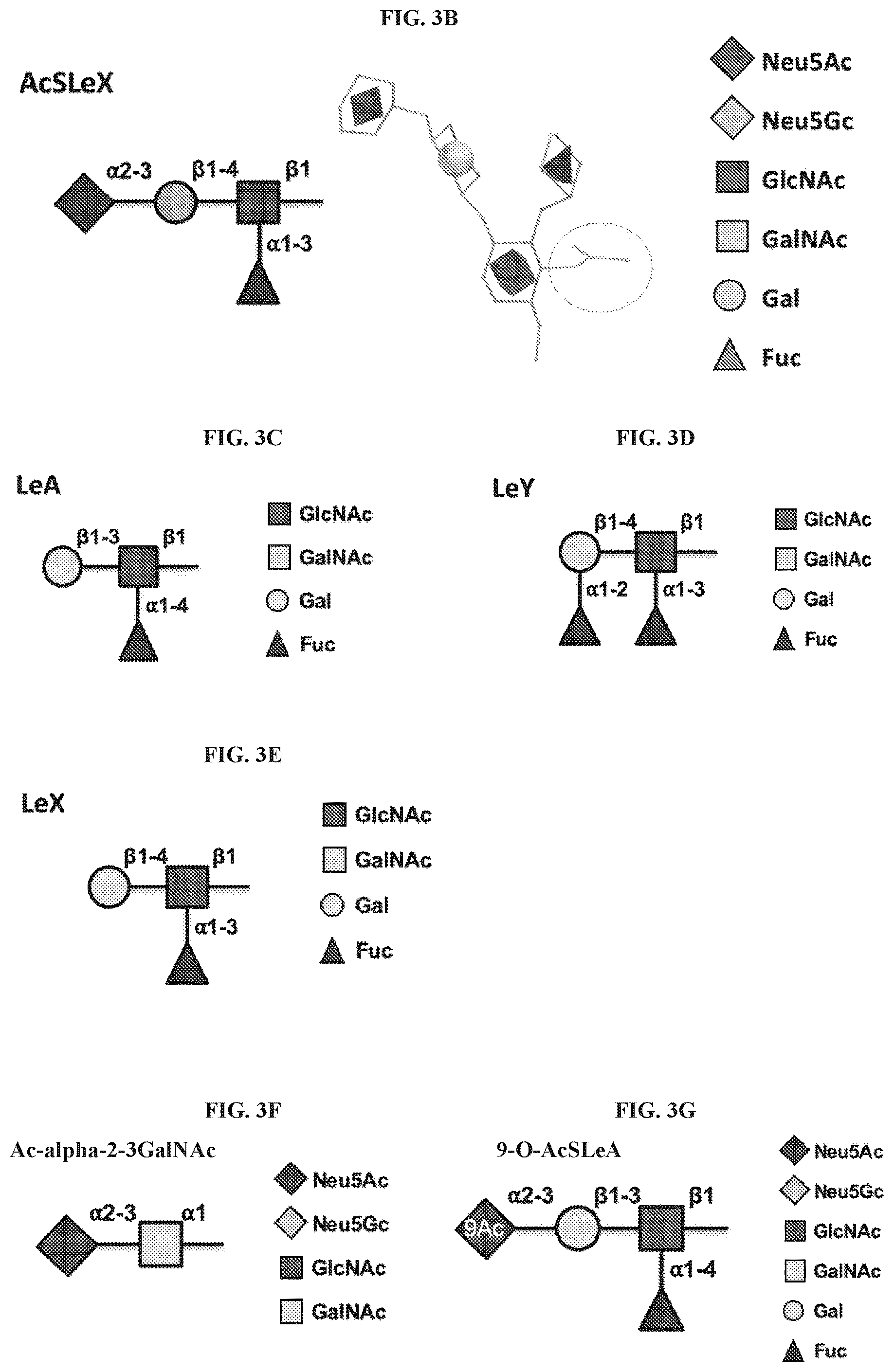 Patent US12552874 Figure 2 – Antibodies to carbohydrate antigens