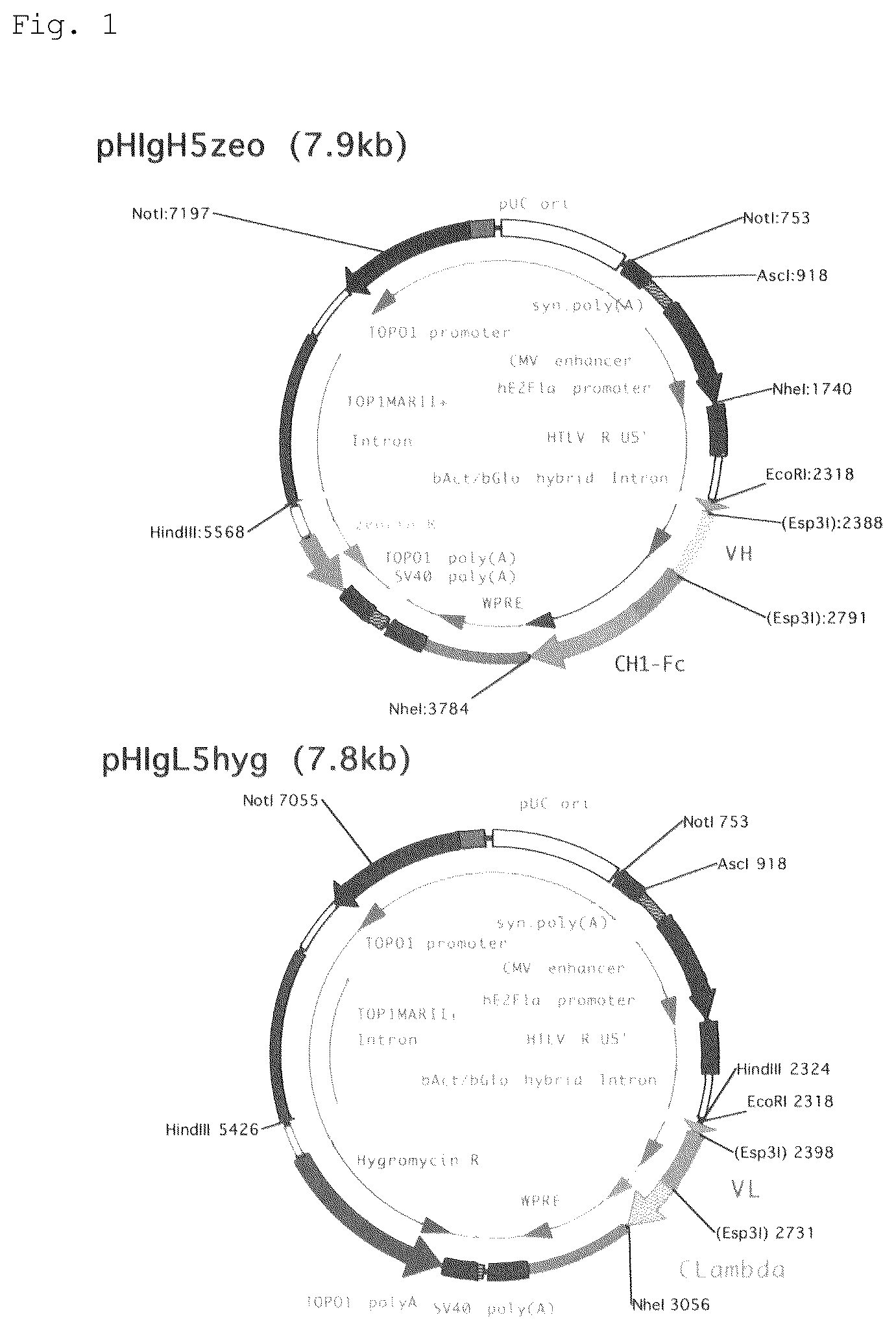 Patent US12552875 Figure 1 – Anti-human Cripto-1 antibody
