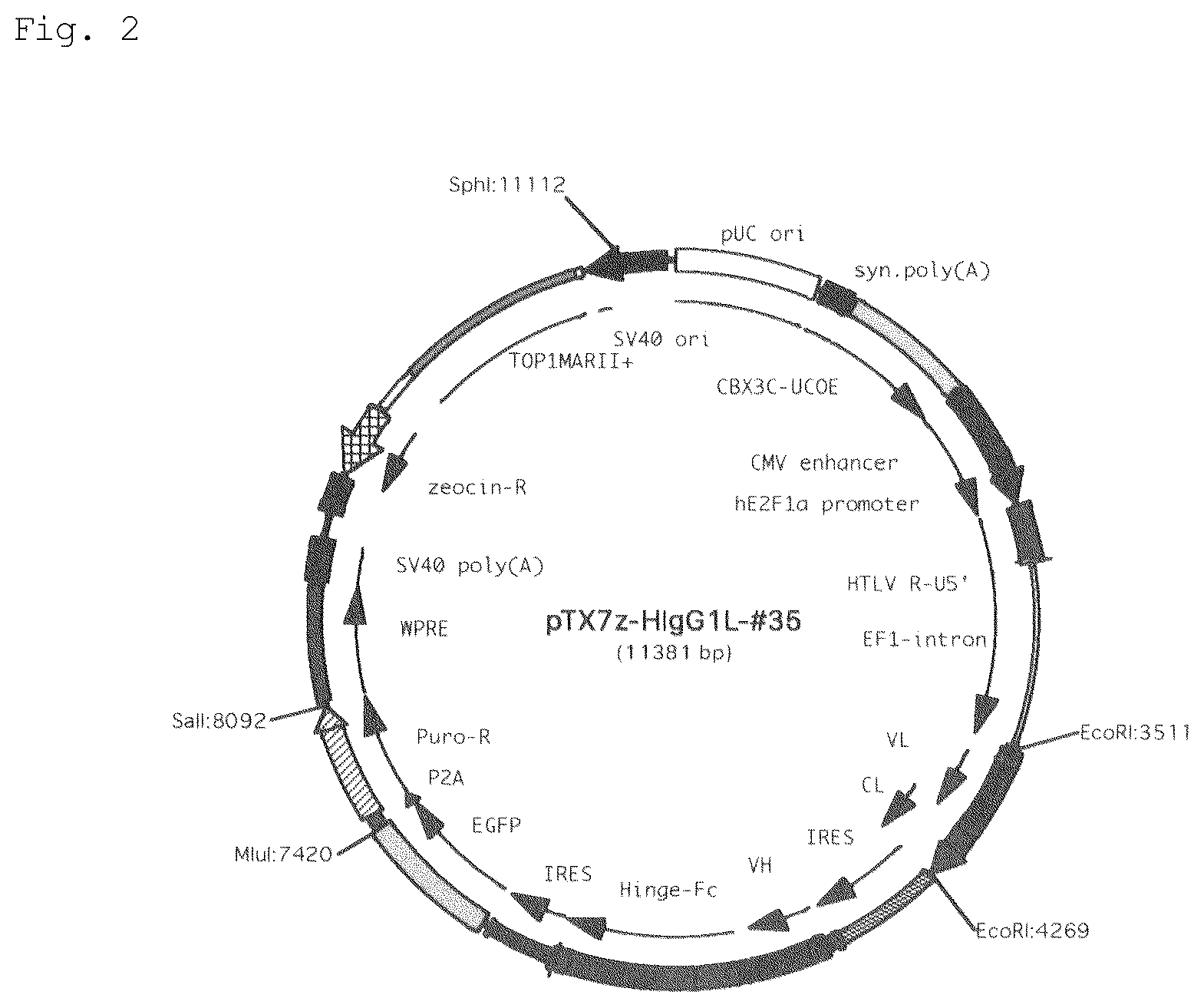 Patent US12552875 Figure 2 – Anti-human Cripto-1 antibody
