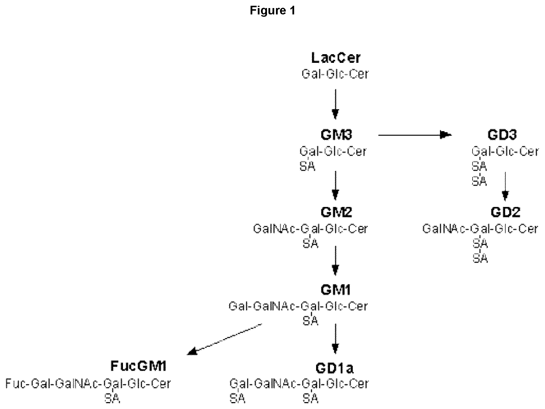 Patent US12552876 Figure 1 – Anti-fucosyl-GM1 antibodies