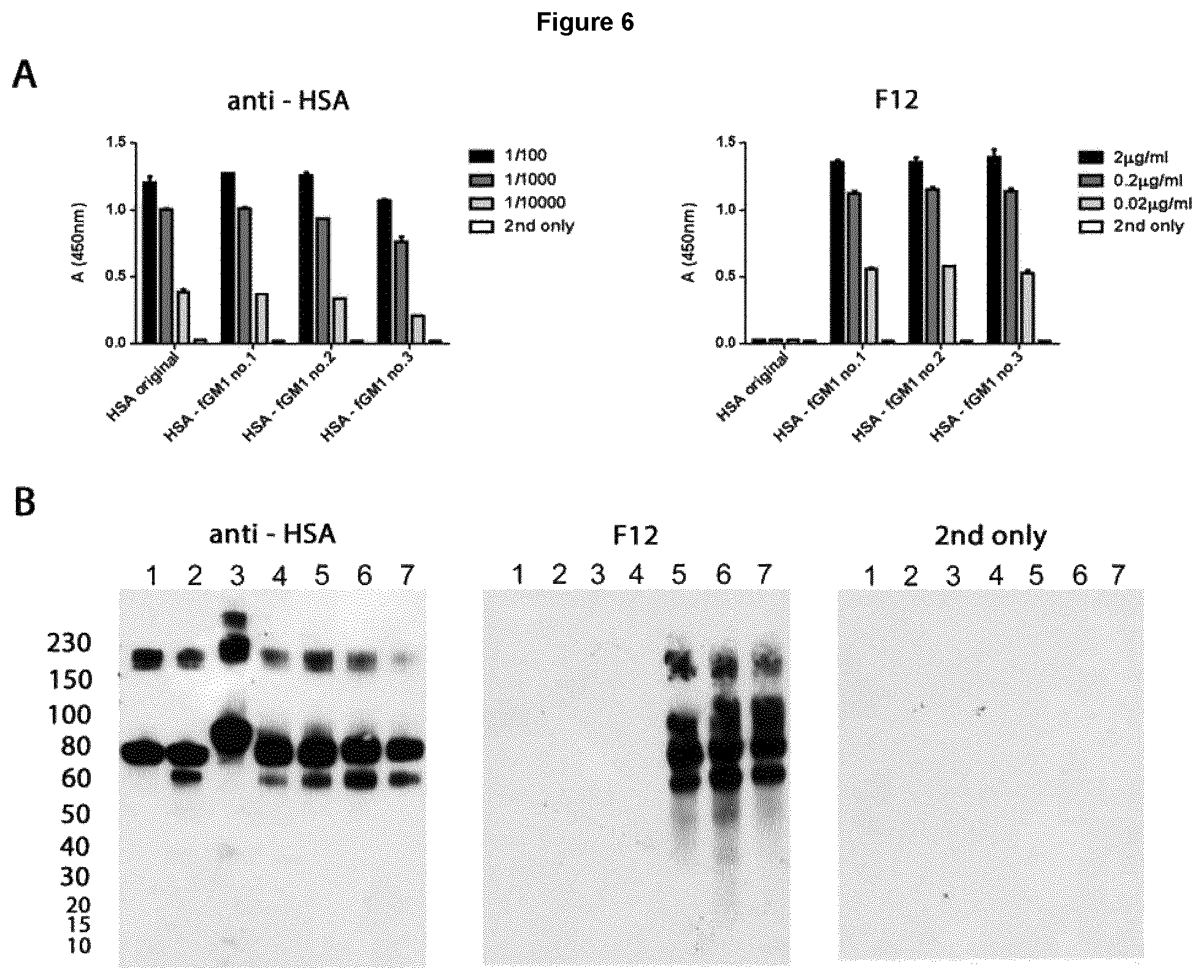 Patent US12552876 Figure 7 – Anti-fucosyl-GM1 antibodies