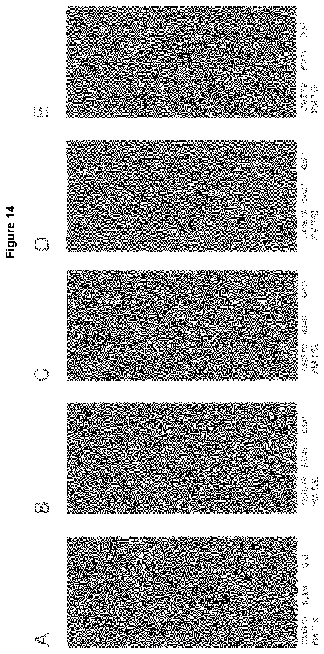 Patent US12552876 Figure 14 – Anti-fucosyl-GM1 antibodies