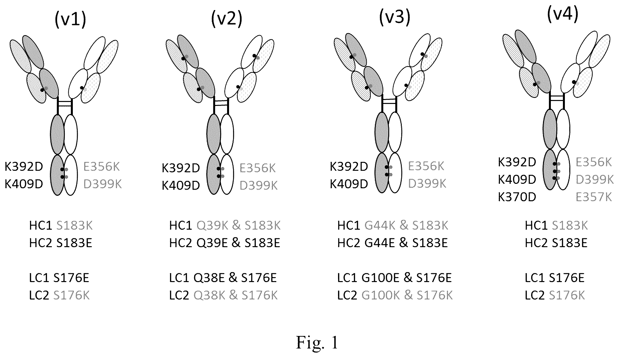 Patent US12552877 Figure 1 – Anti-TL1A antibodies and uses thereof