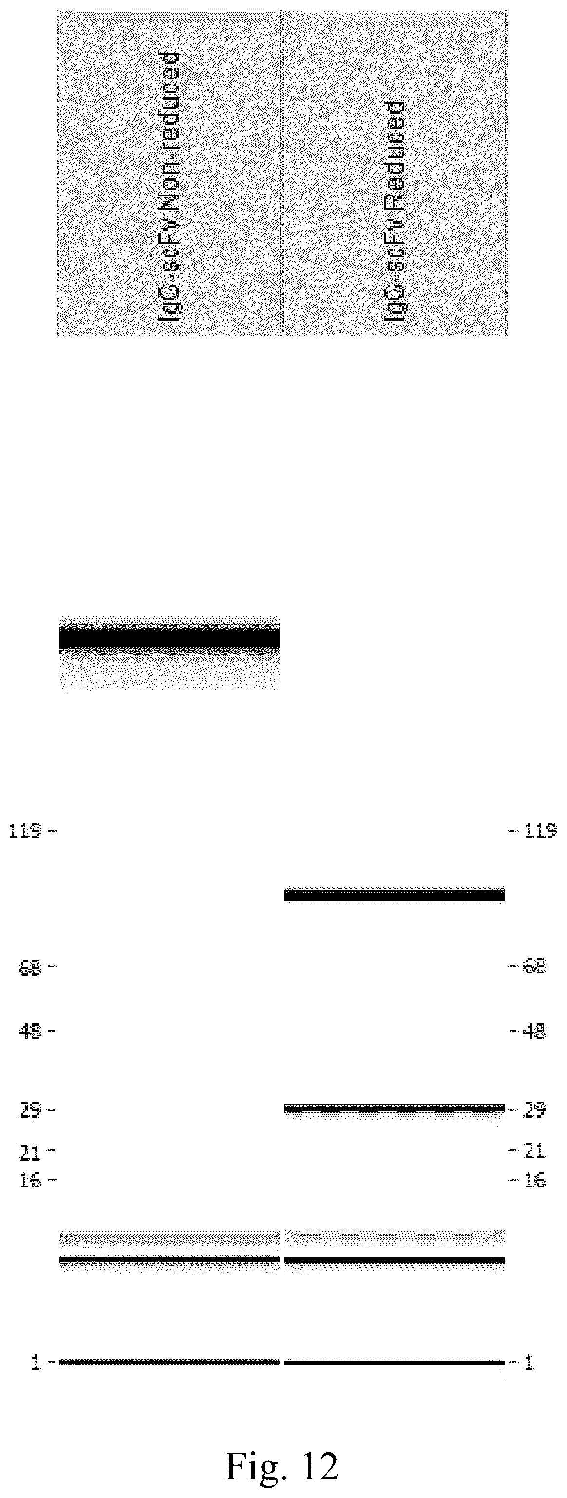 Patent US12552877 Figure 12 – Anti-TL1A antibodies and uses thereof