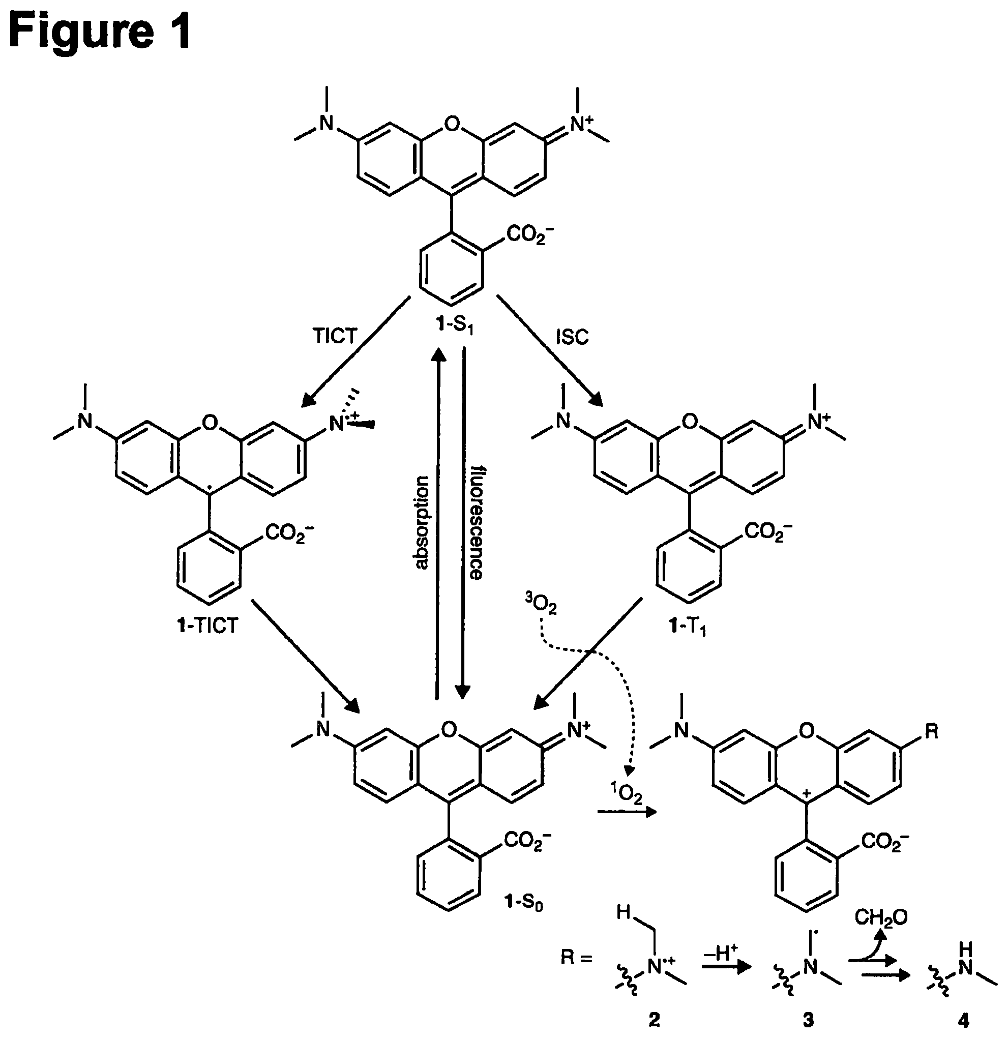 Patent US12552938 Figure 1 – Deuterated fluorophores