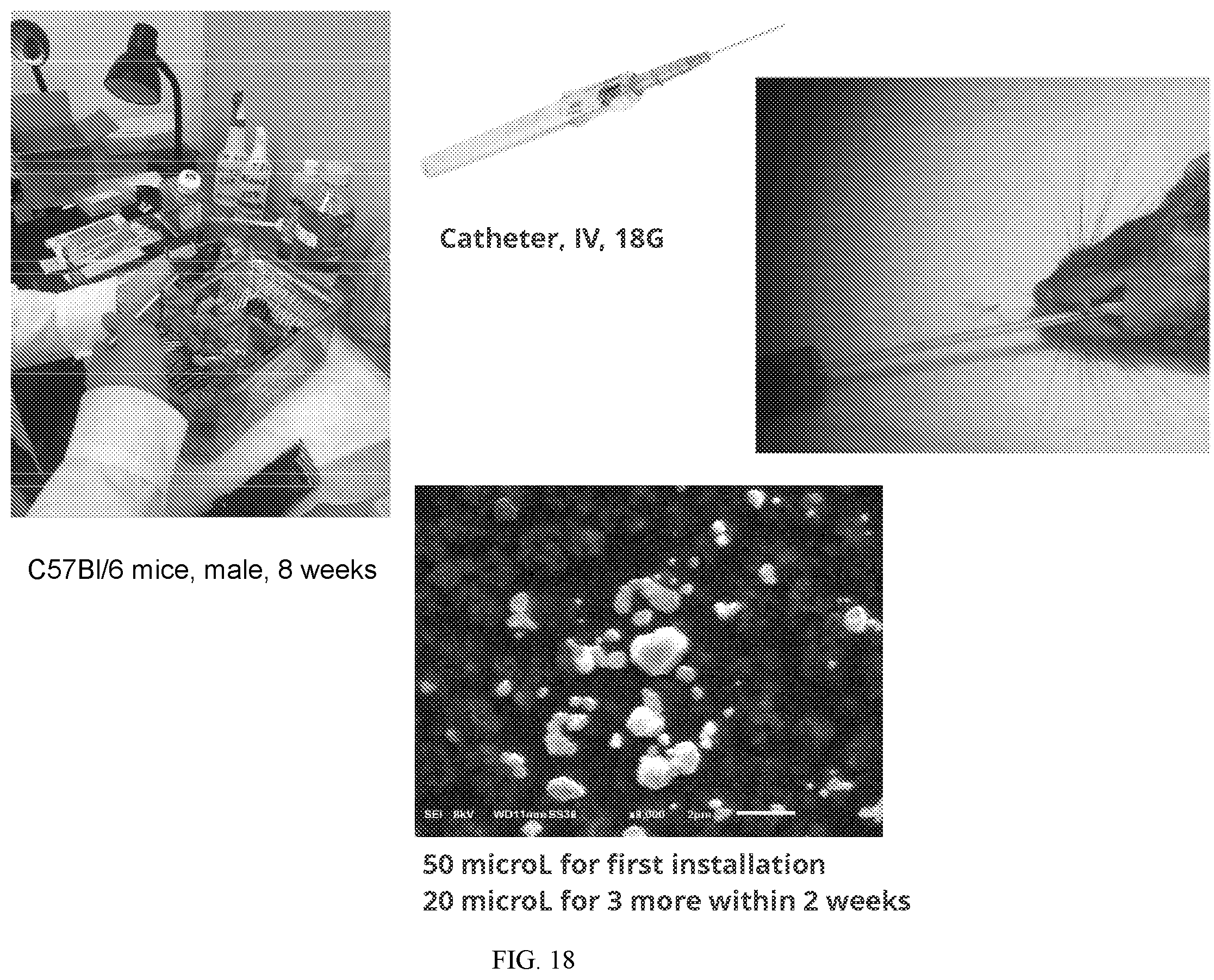 Patent US12564179 Figure 17 – 