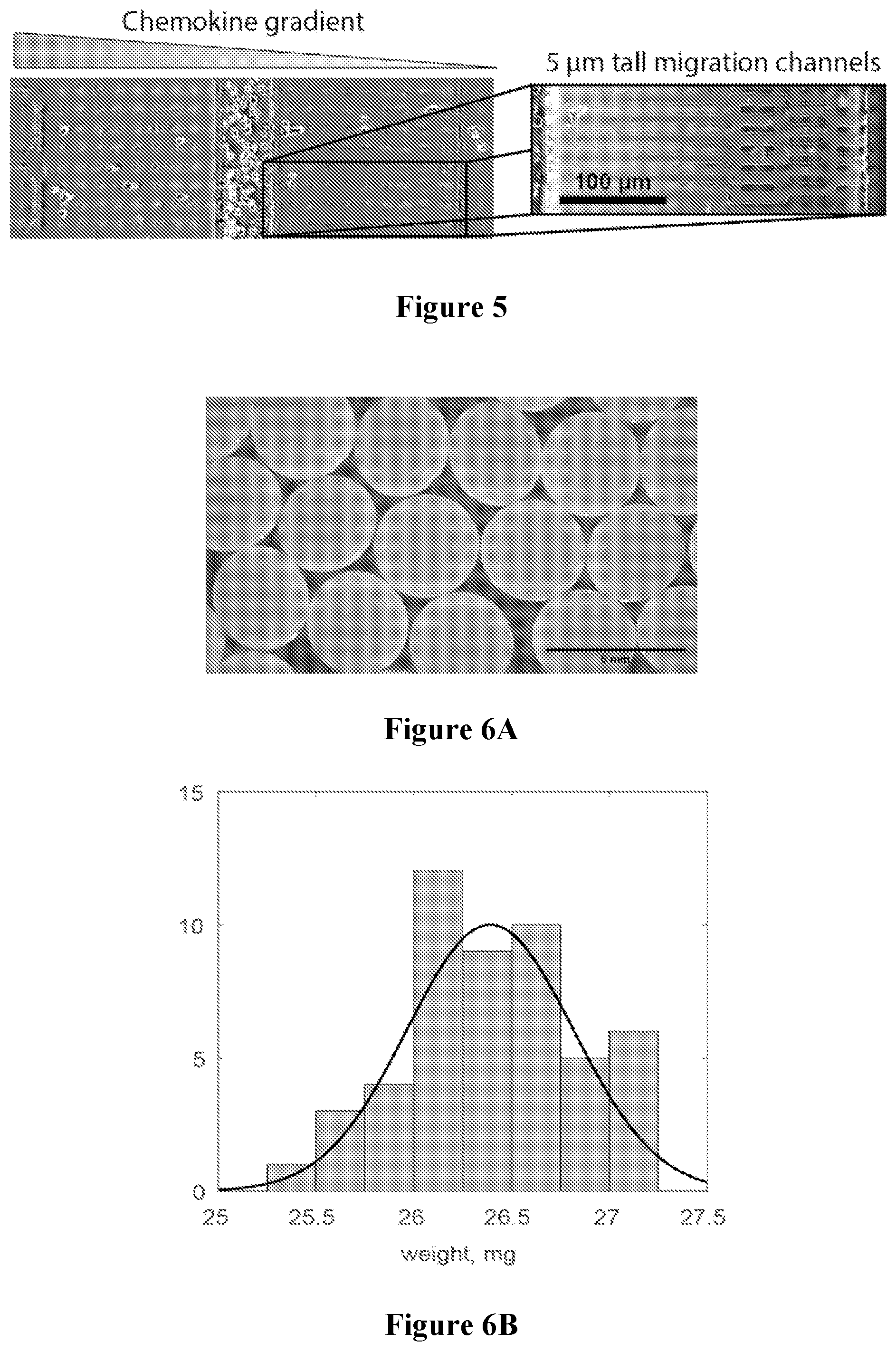 Patent US12564188 Figure 3 – Hydrogel beads for controlled uptake and release of cryoprotective agents
