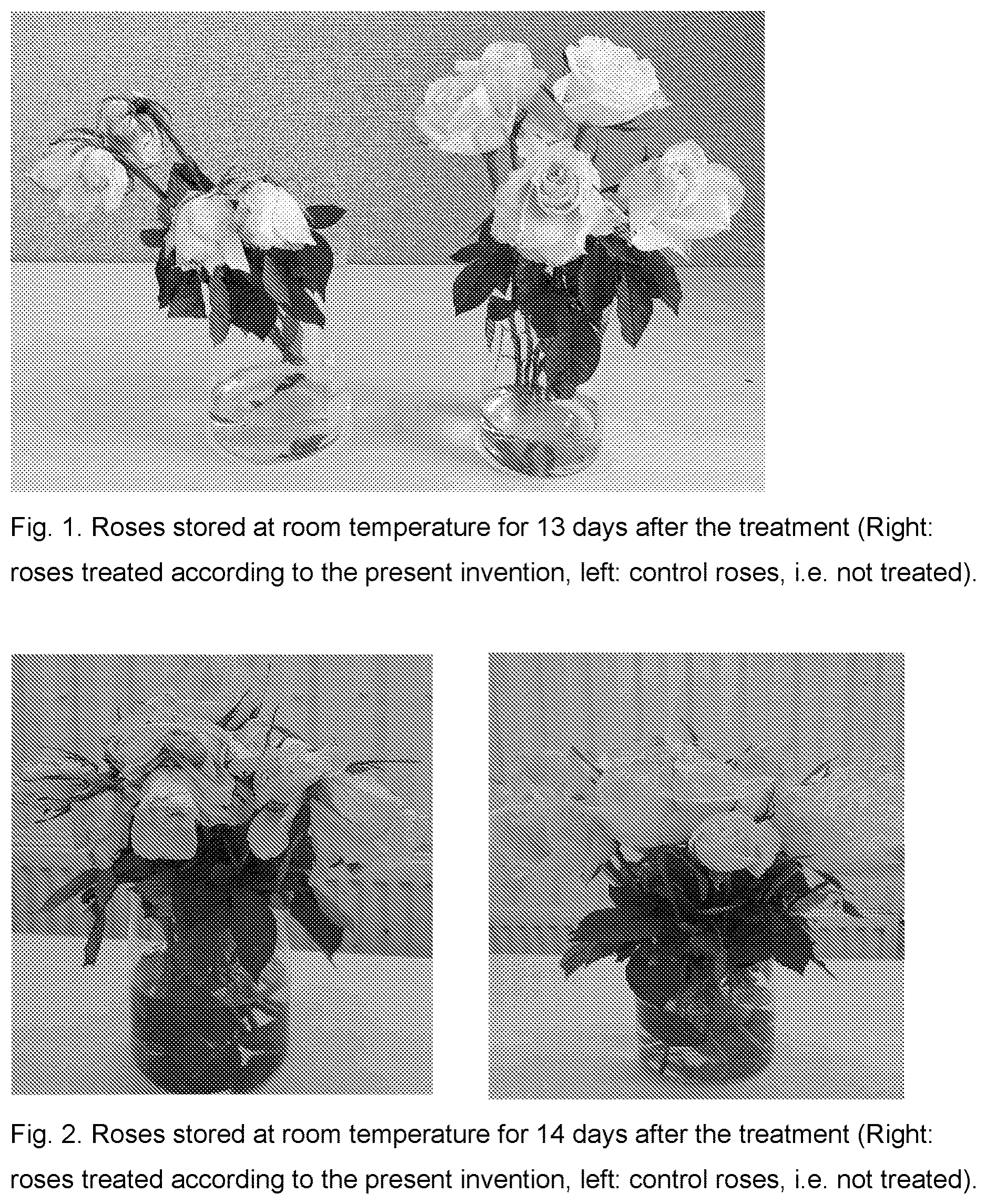 Patent US12564189 — Method for treating cut flowers — Figure 1