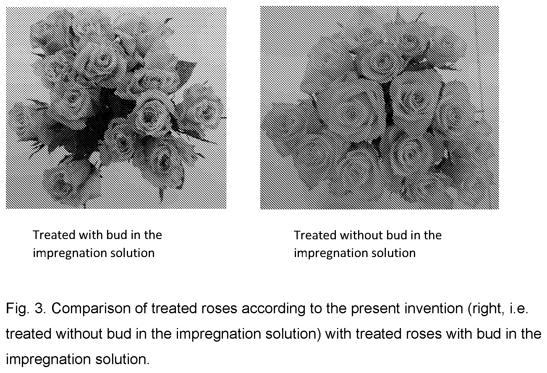 Patent US12564189 Figure 2 – Method for treating cut flowers
