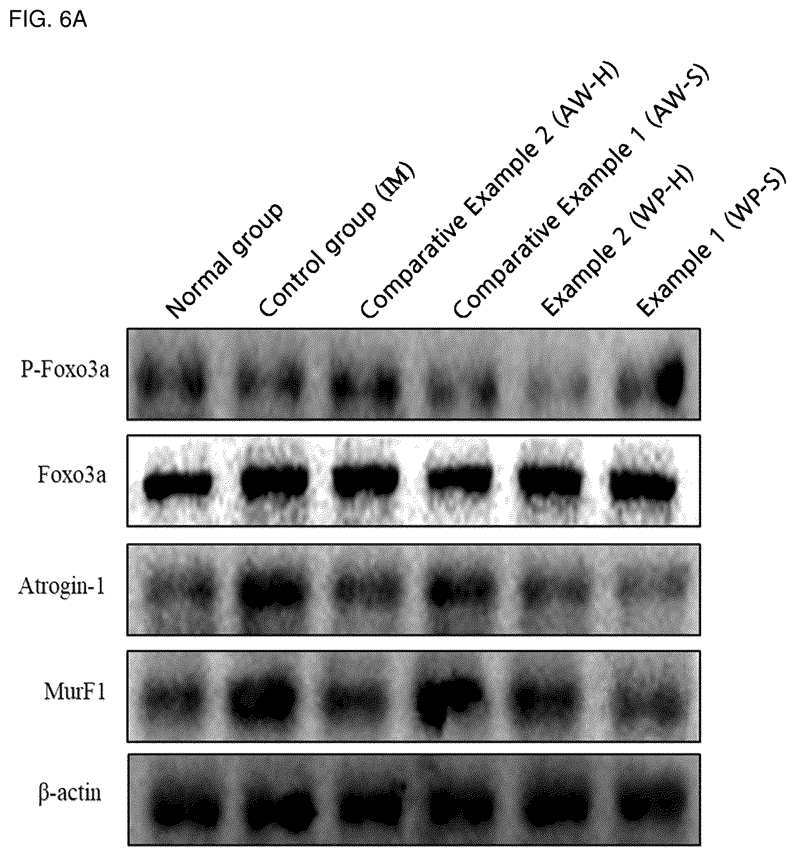 Patent US12564202 Figure 8 – Composition for alleviating, preventing or treating sarcopenia, containing whey protein hydrolysate as active ingredient