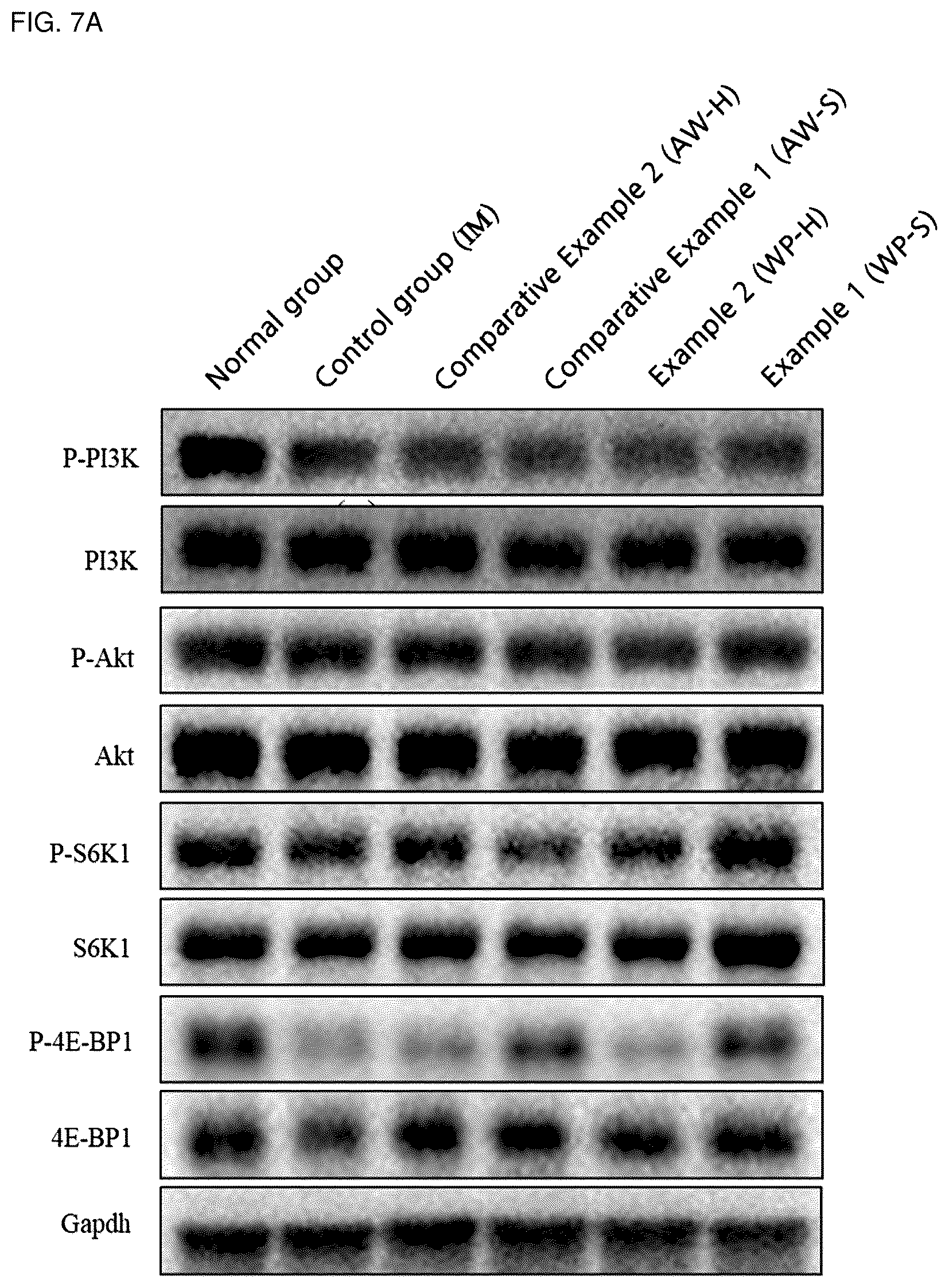 Patent US12564202 Figure 15 – Composition for alleviating, preventing or treating sarcopenia, containing whey protein hydrolysate as active ingredient