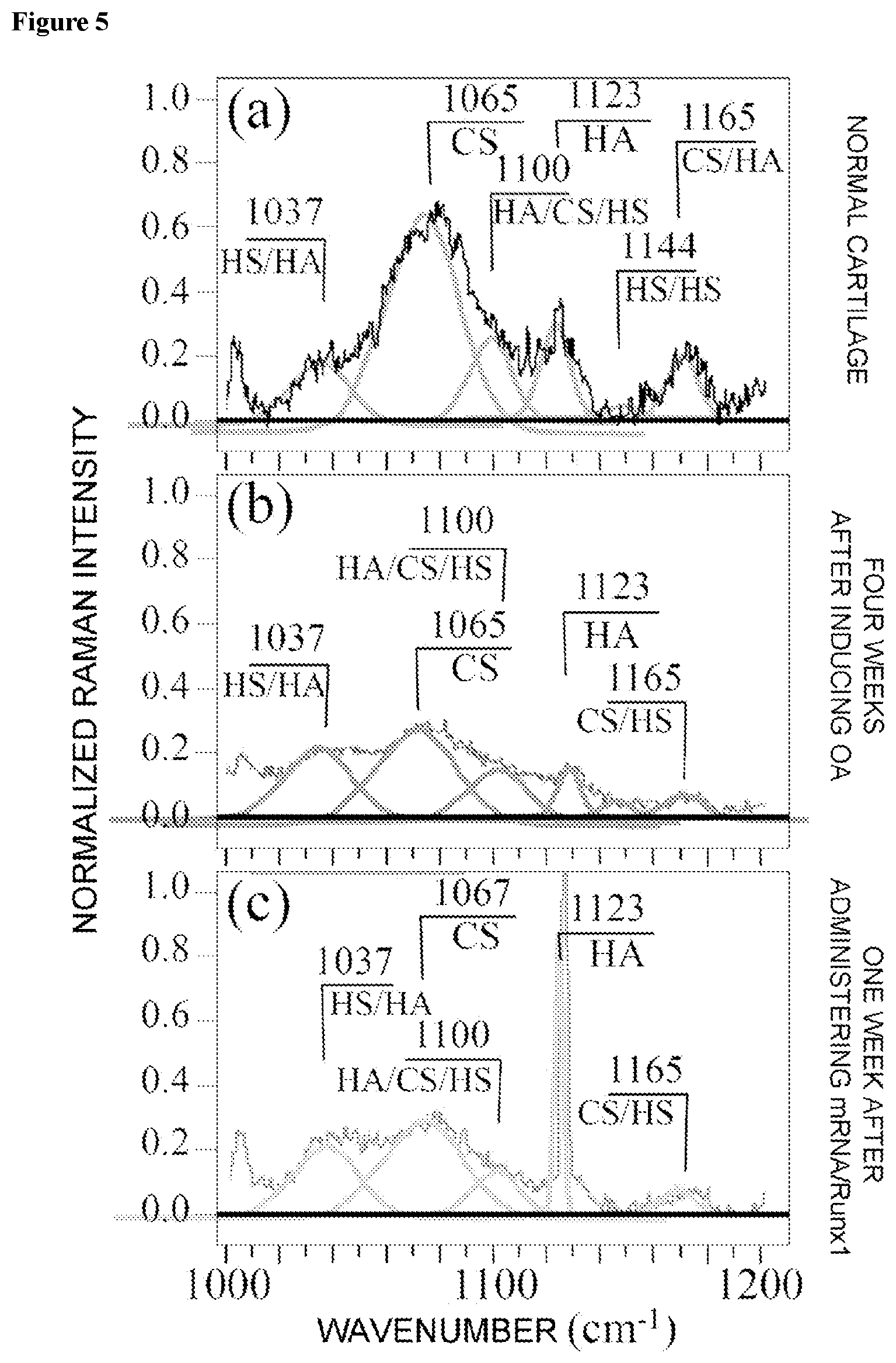 Patent US12564354 Figure 5 – Cartilage degeneration analysis device, device for diagnosing or aiding diagnosis which contains same, method for determining degree of degeneration of cartilage, and method for evaluating drug efficacy of test substance