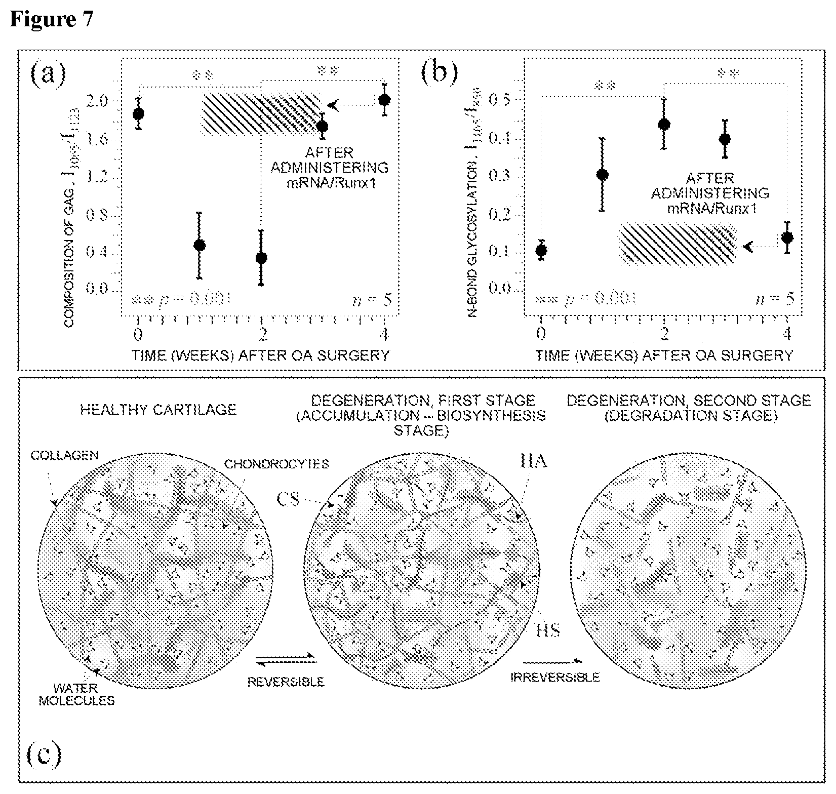 Patent US12564354 Figure 7 – Cartilage degeneration analysis device, device for diagnosing or aiding diagnosis which contains same, method for determining degree of degeneration of cartilage, and method for evaluating drug efficacy of test substance