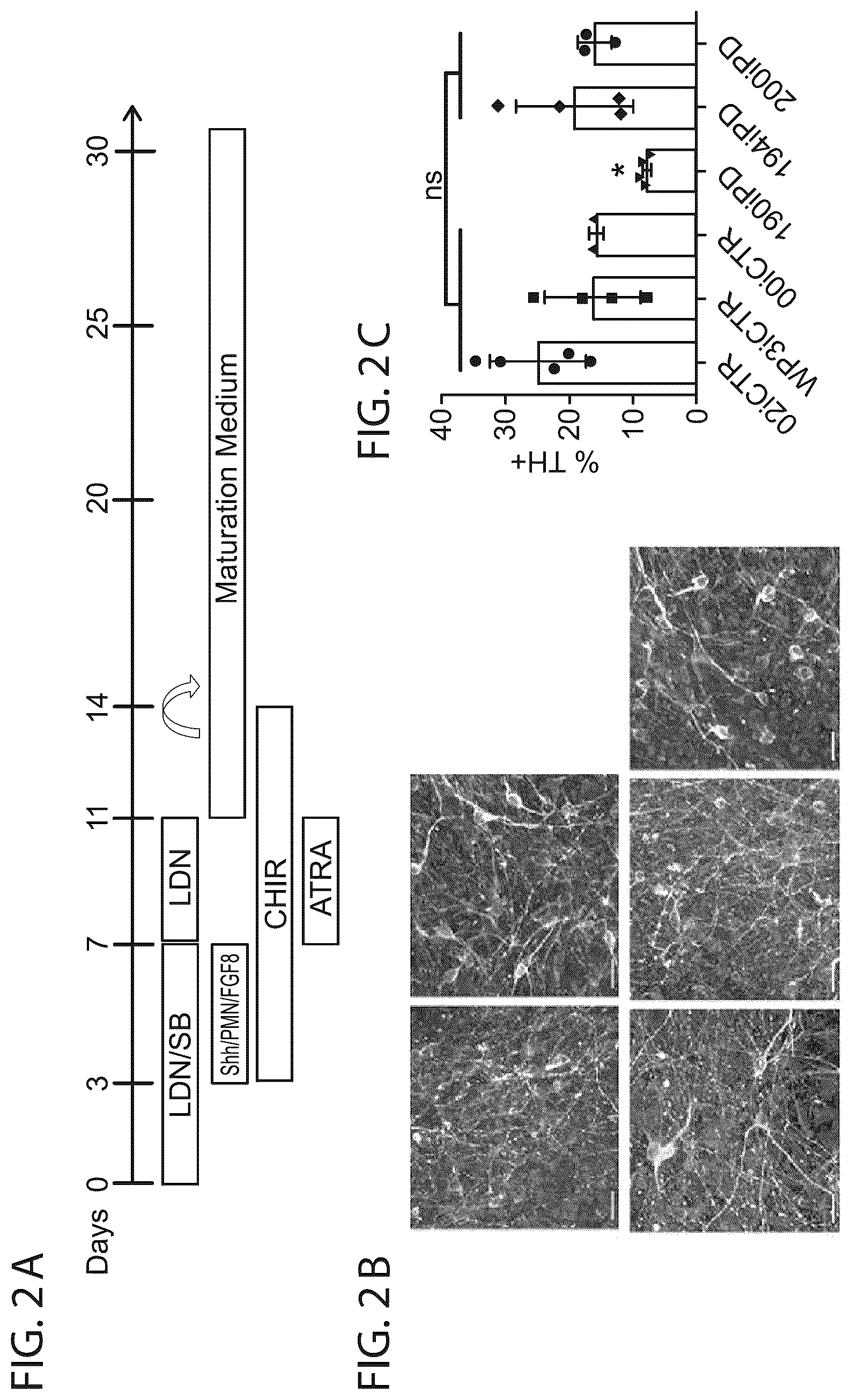 Patent US12564568 Figure 2 – PKC pathway in Parkinson's Disease