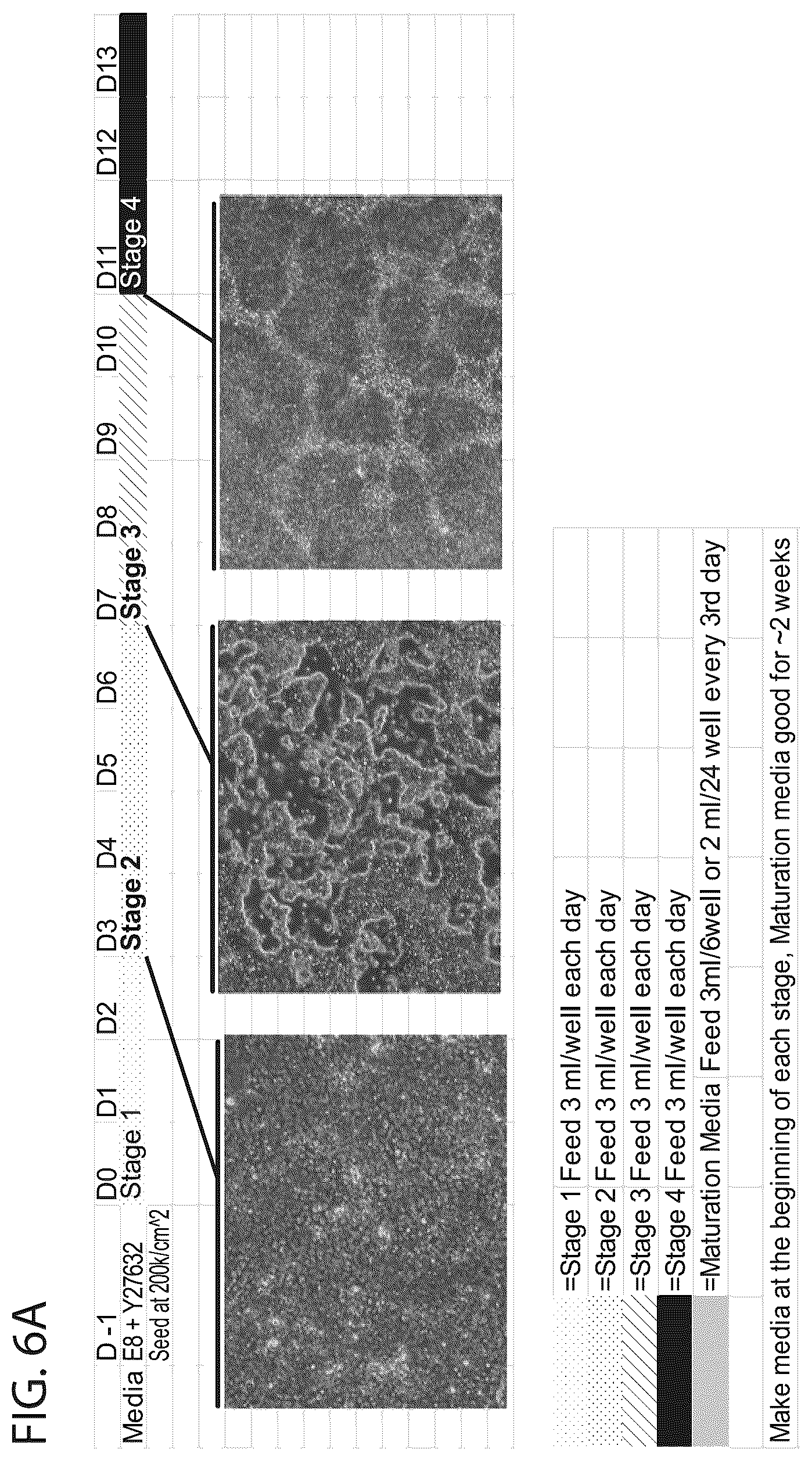 Patent US12564568 Figure 12 – PKC pathway in Parkinson's Disease
