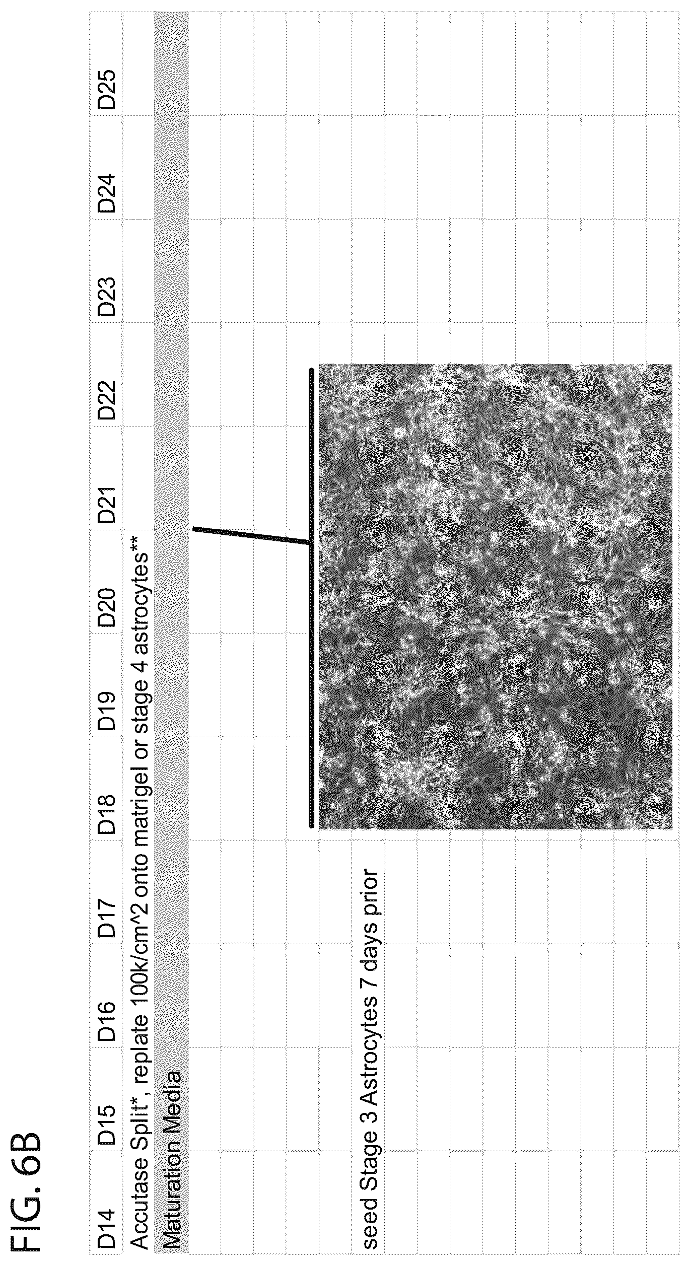Patent US12564568 Figure 13 – PKC pathway in Parkinson's Disease