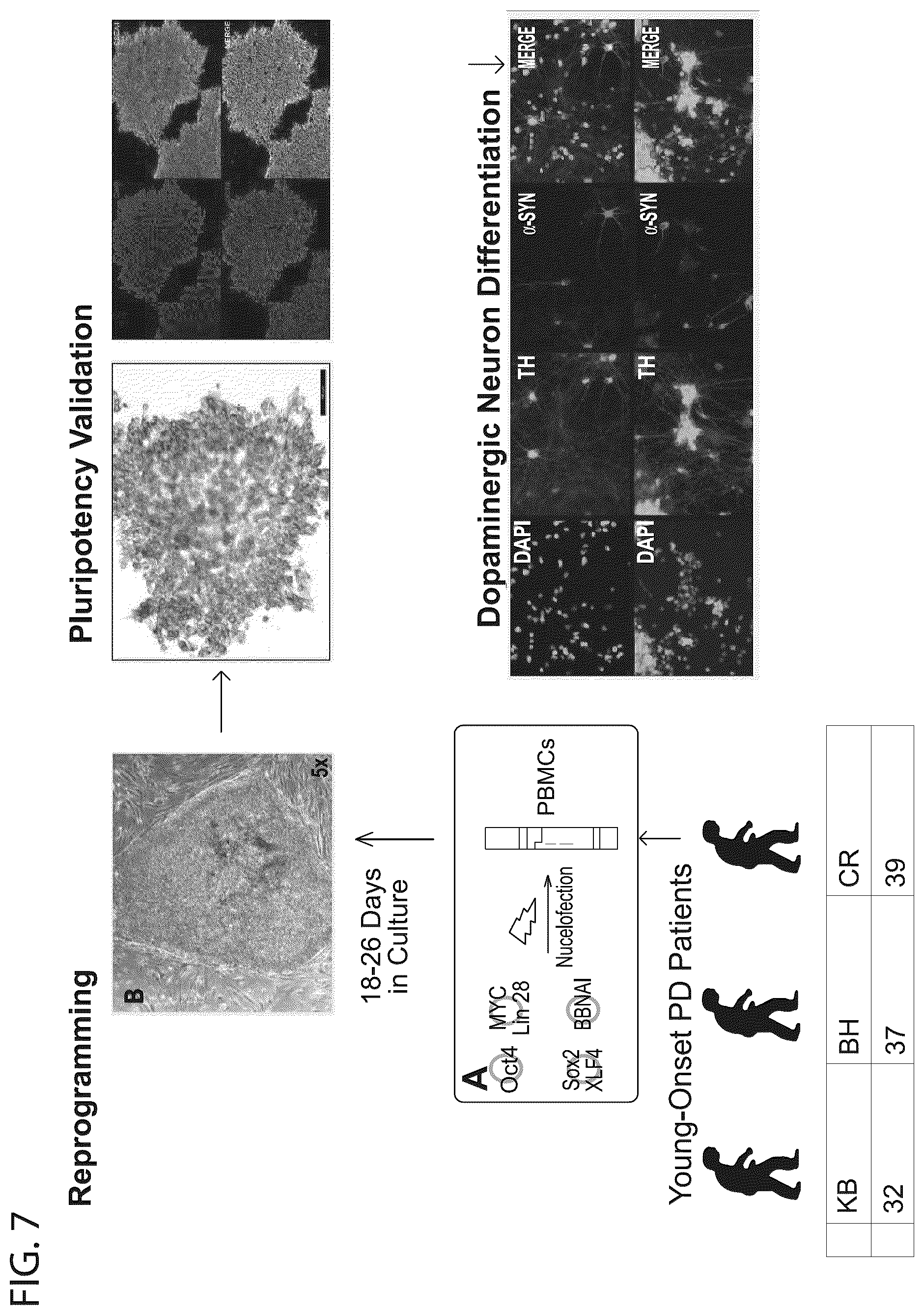 Patent US12564568 Figure 14 – PKC pathway in Parkinson's Disease