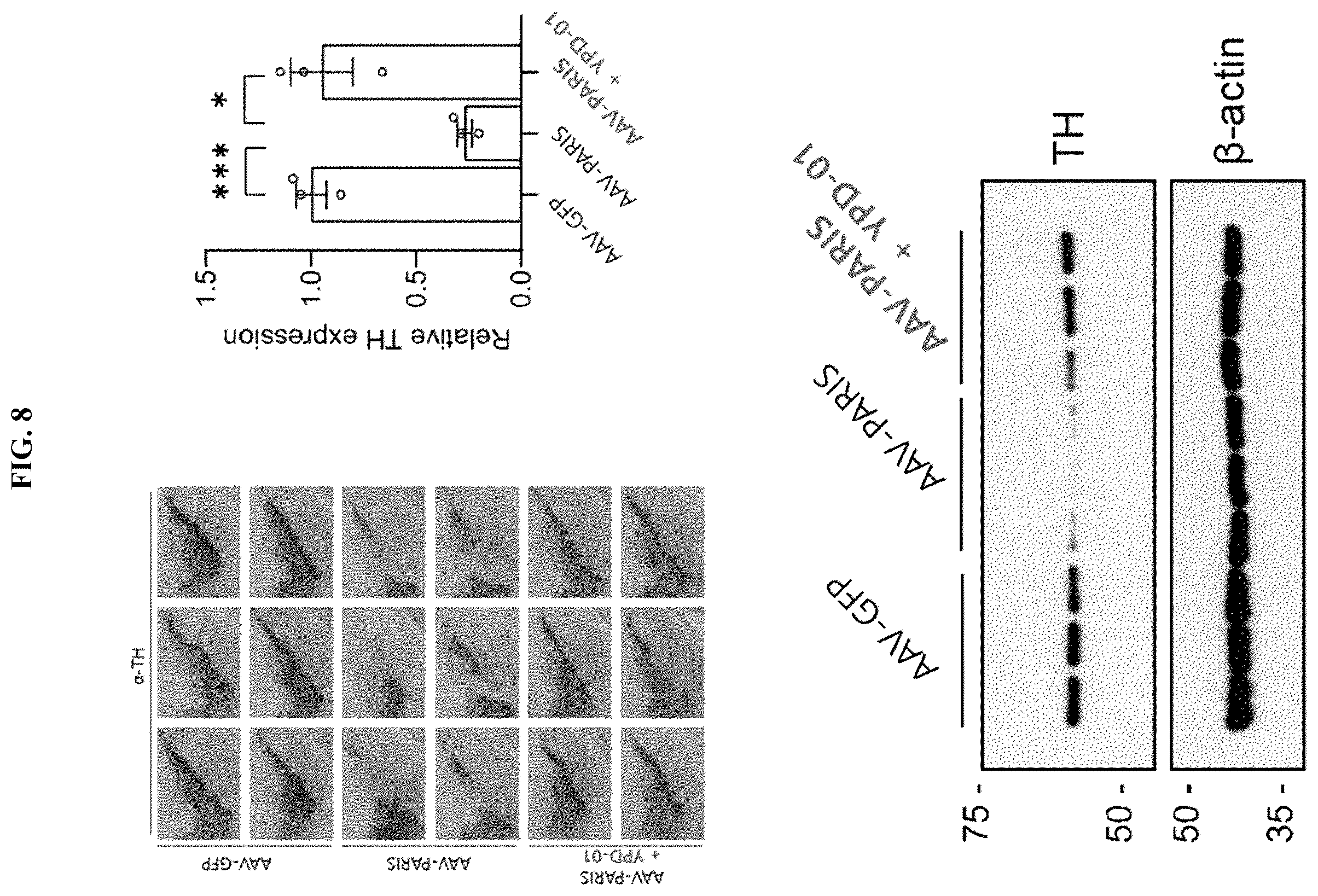 Patent US12564574 Figure 7 – Pharmaceutical composition for preventing or treating parkinson's disease, comprising 2-(4-(1-hydroxypropane-2-yl)phenyl)isoindoline-1-one compound