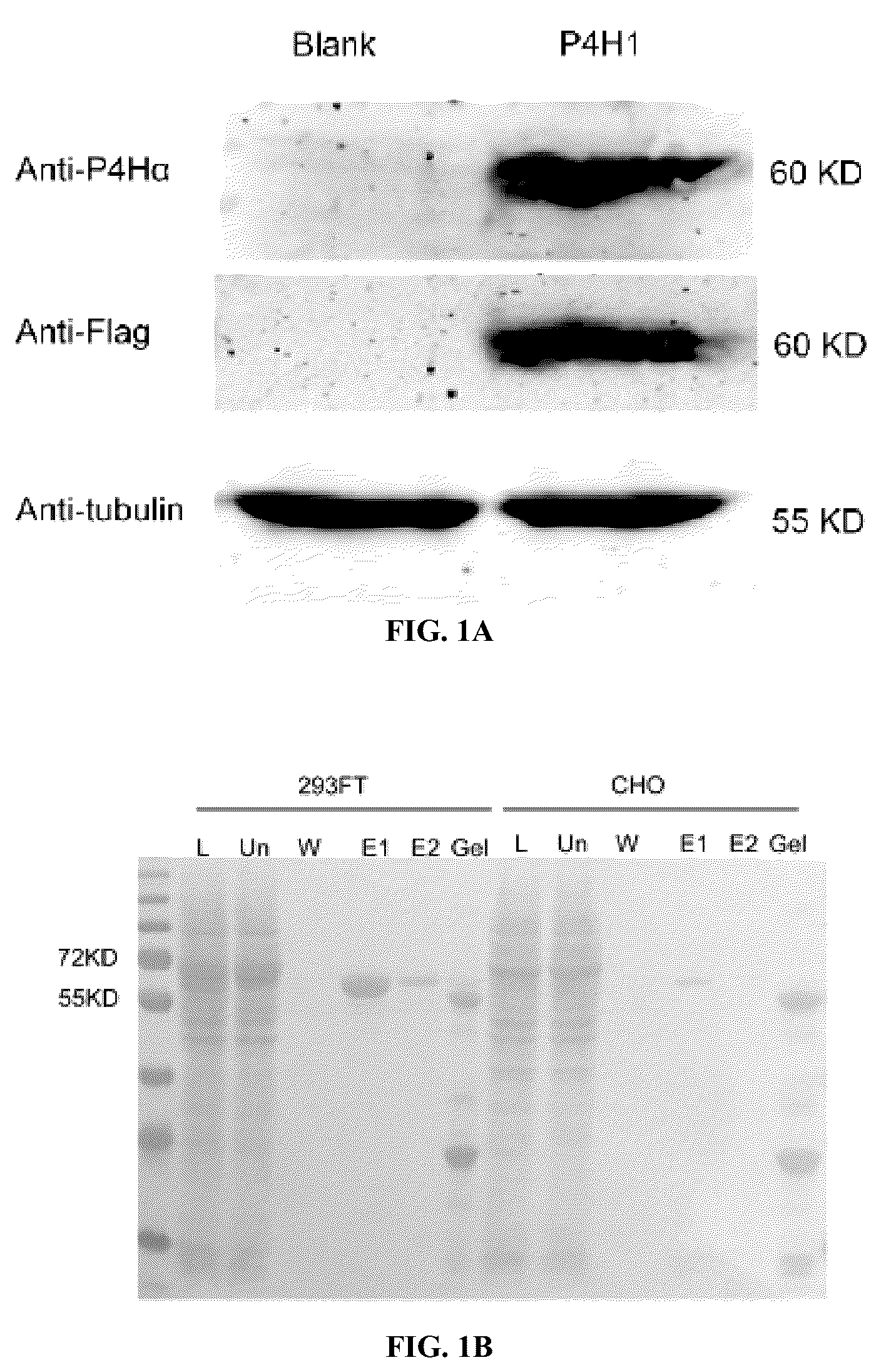 Patent US12564578 Figure 1 – Collagen P4H1 inhibitor and its use
